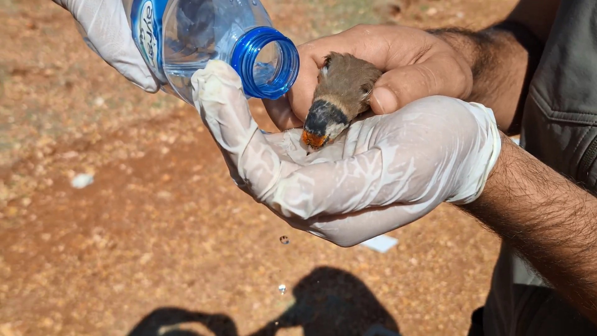 Tarım Bakanı İbrahim Yumaklı saka kuşu kaçakçılığı operasyonu
