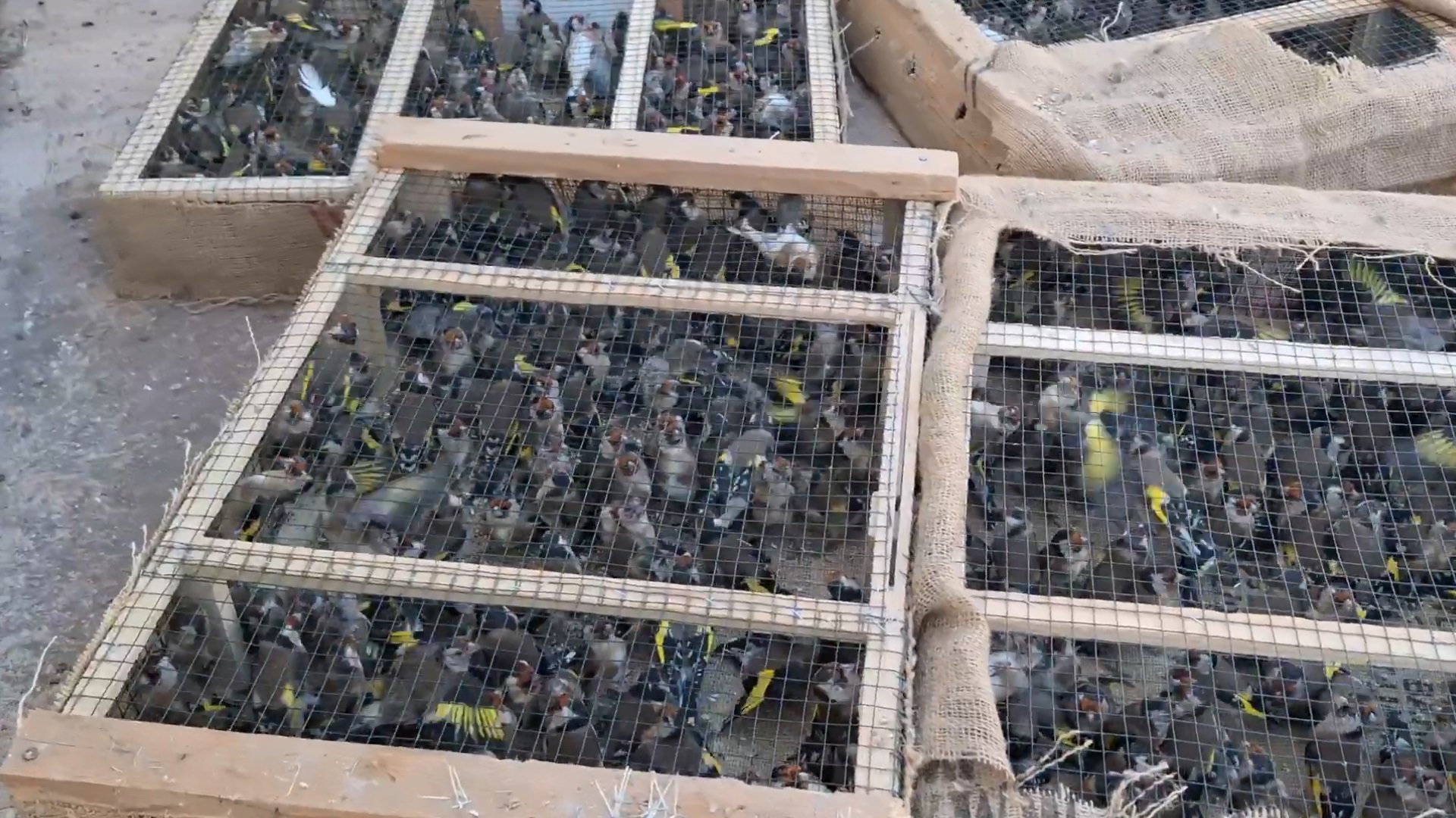 Saka kuşu kaçakçılığı operasyonu Hatay