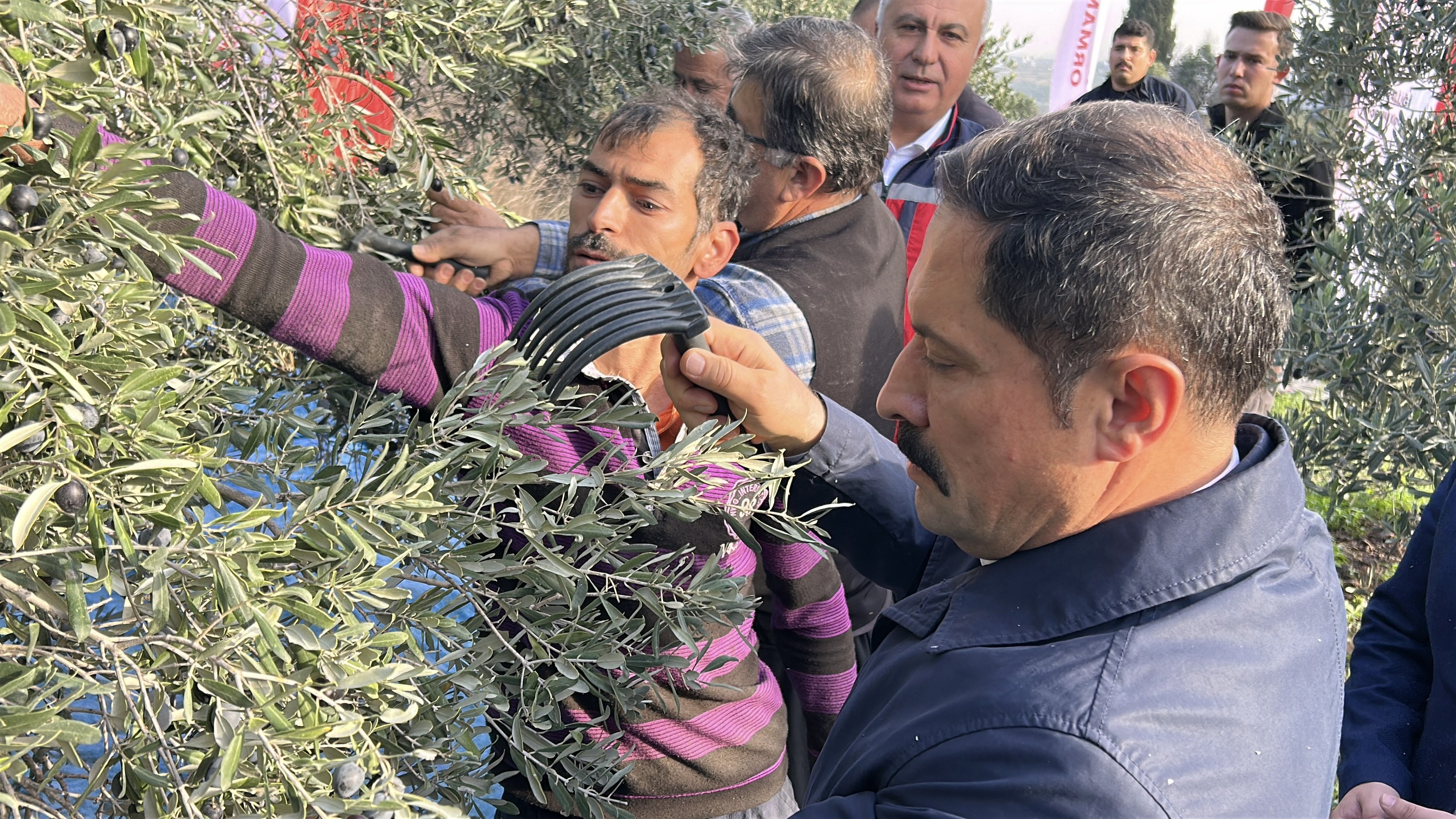 Hatay zeytin hasadı