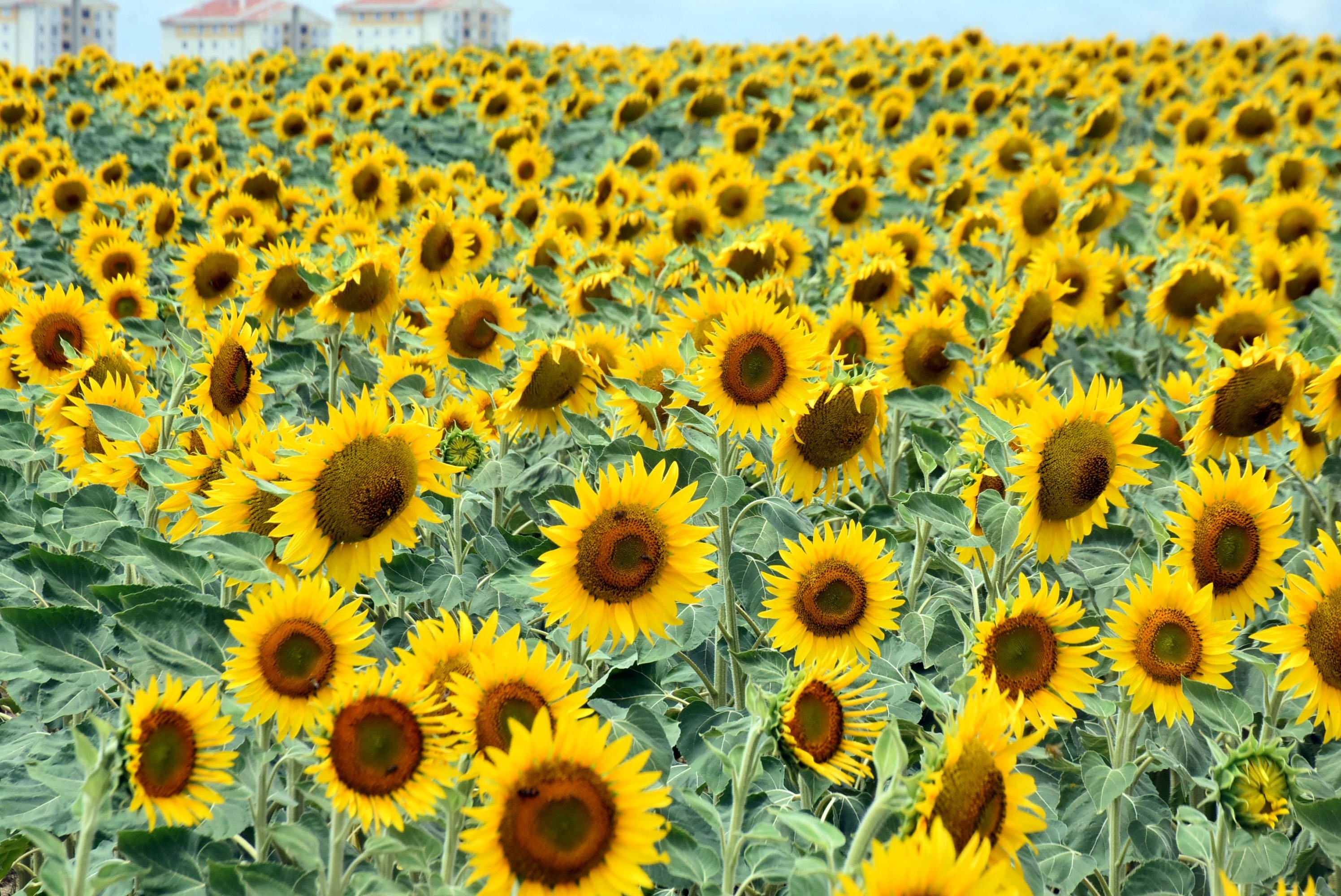 Edirne kuraklık tarım