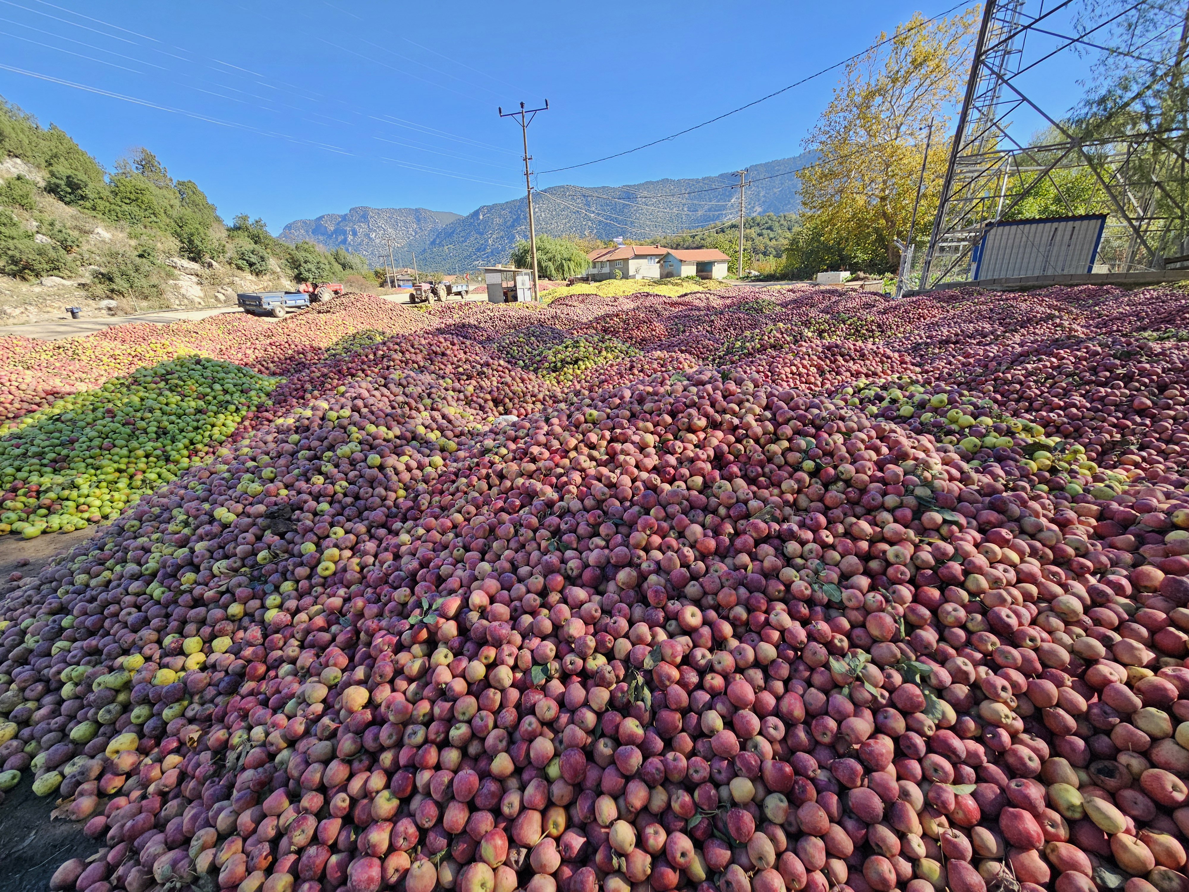 Eğirdir Boğazova elma üretimi