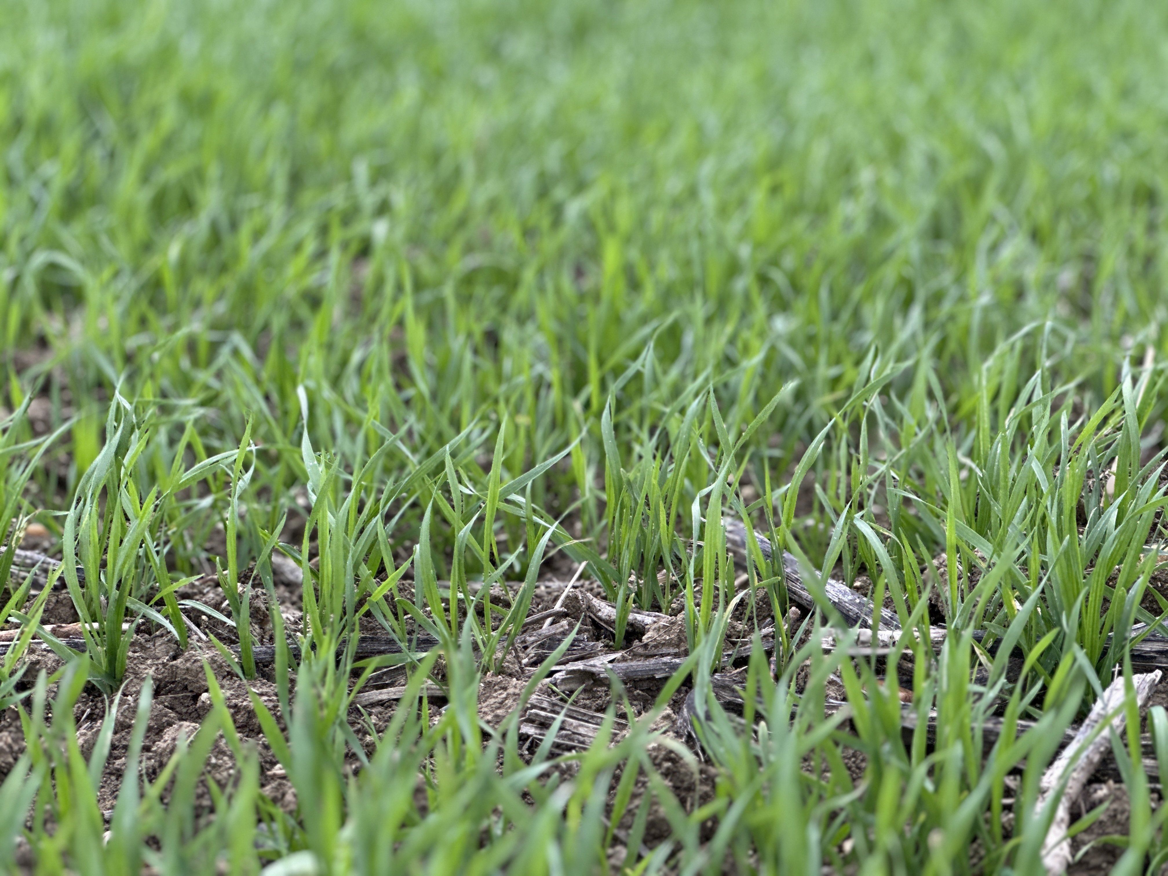 Edirne tarım kuraklık