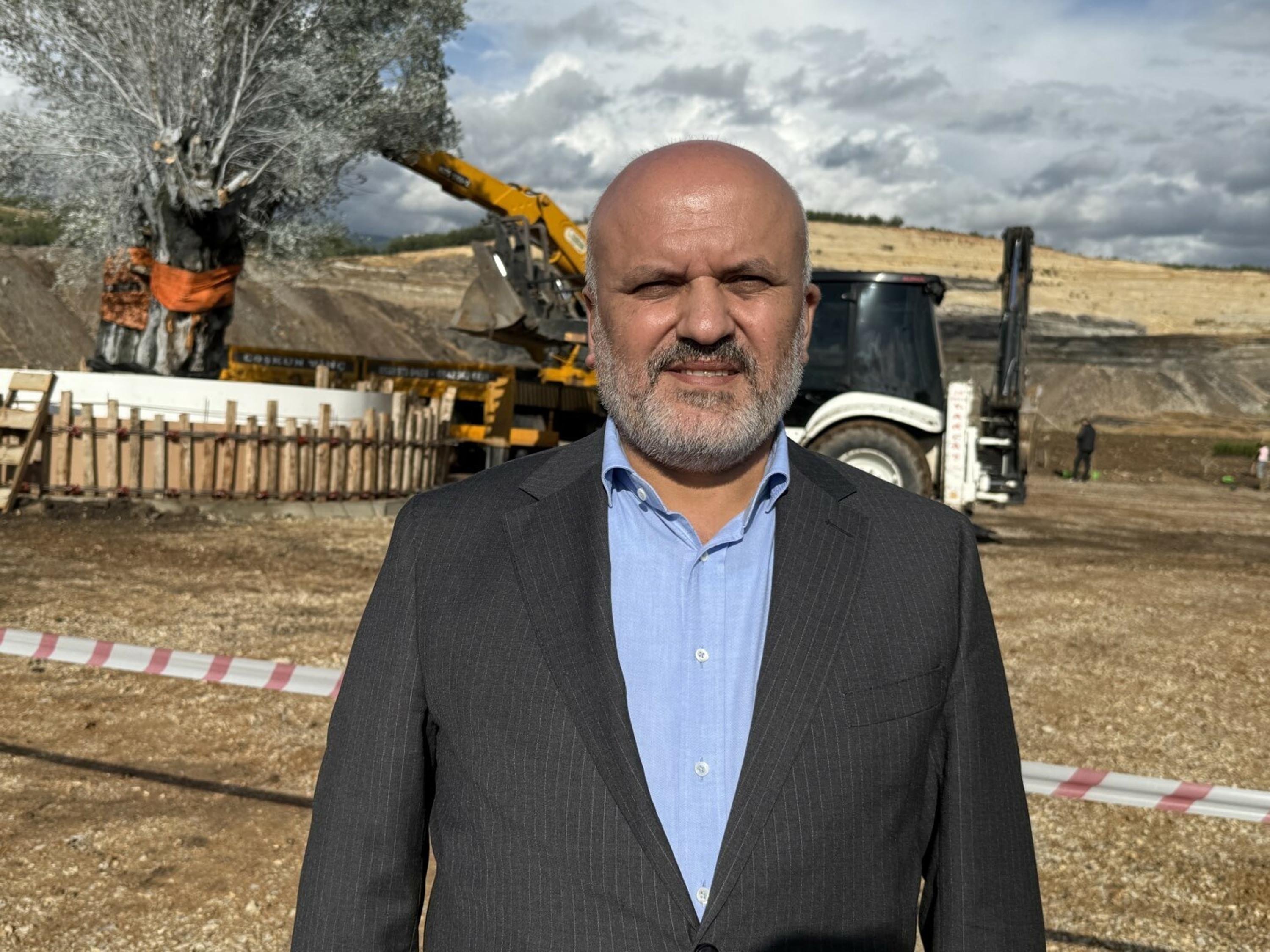 Zeytin ağacı rehabilitasyon