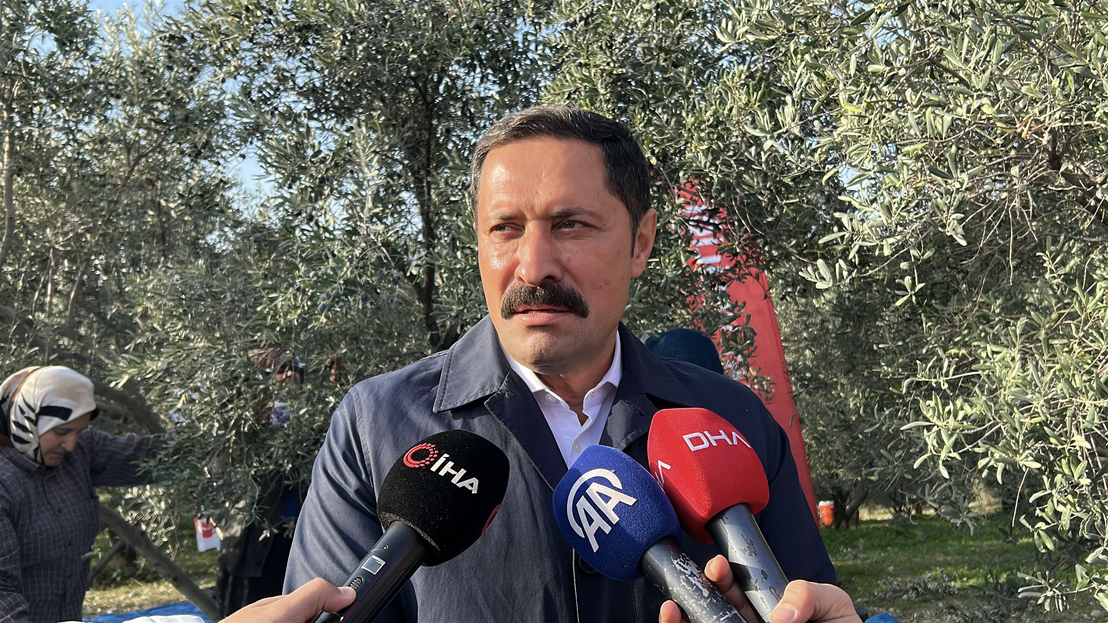 Vali Mustafa Masatlı zeytin hasadı