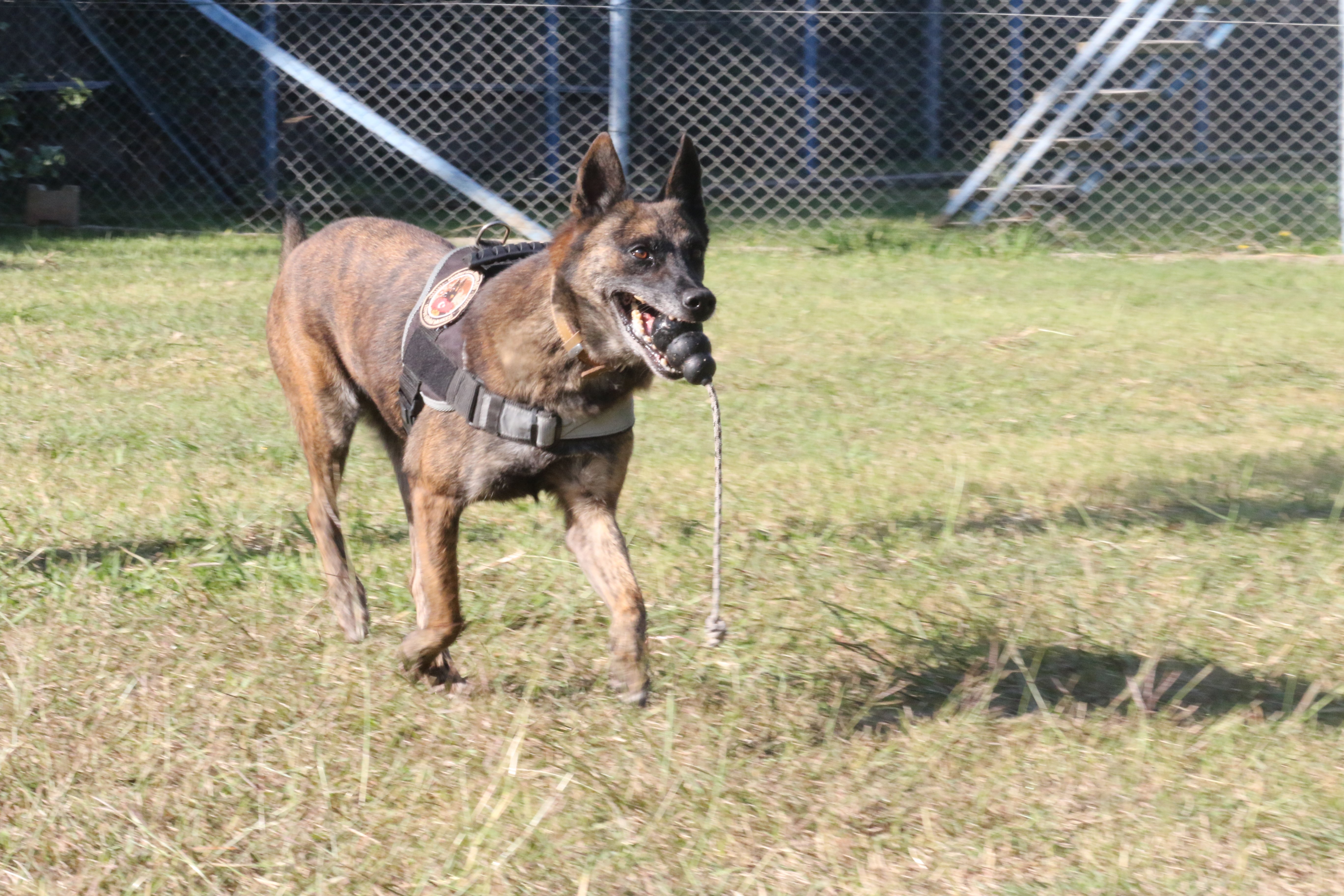 Narkotik köpek eğitimi