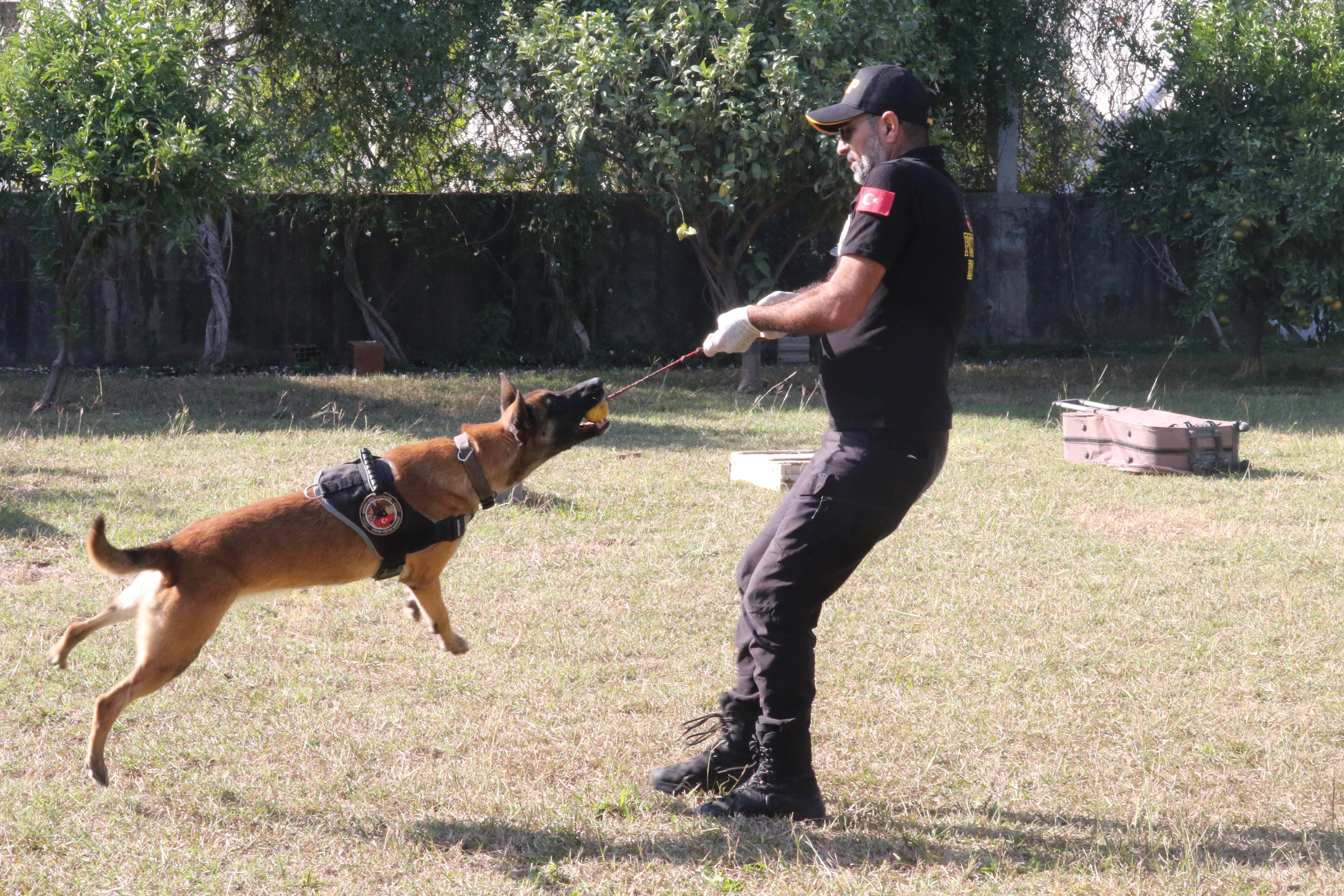 Narkotik köpek seçimi