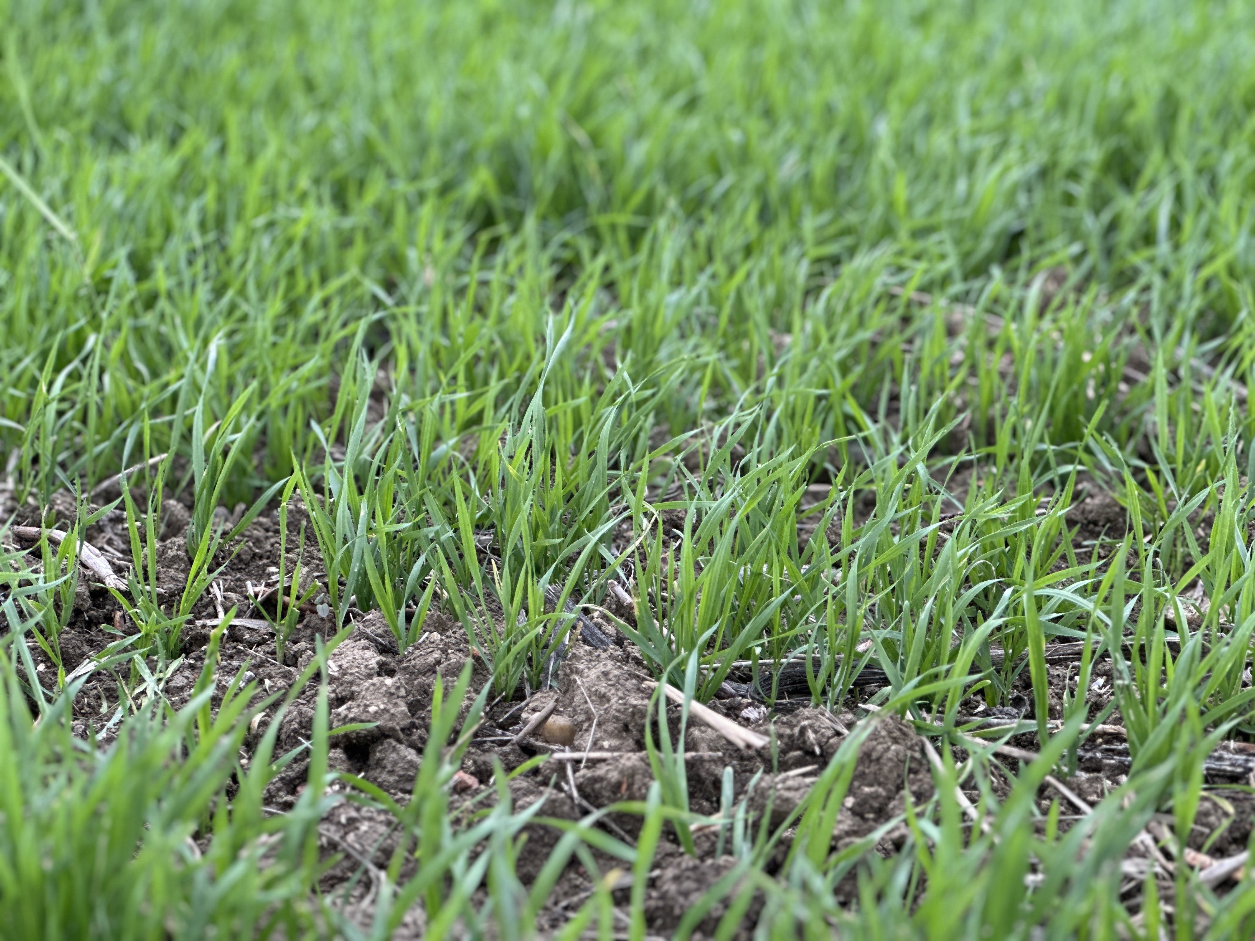 Şafak Kırbiç Trakya Birlik