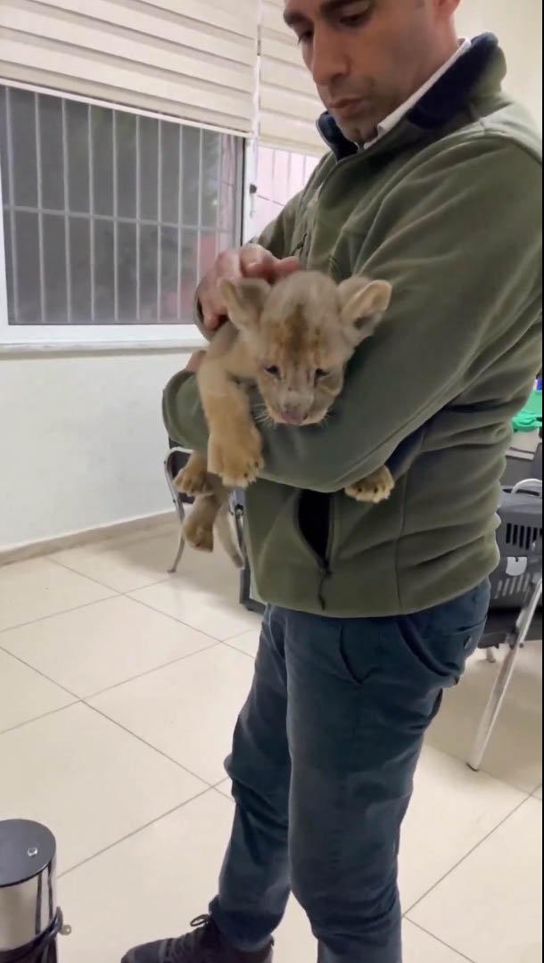 Afrika aslanı yavrusu el konulması