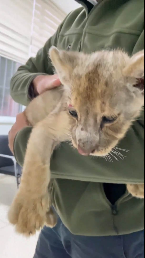 Aslan yavrusu operasyon