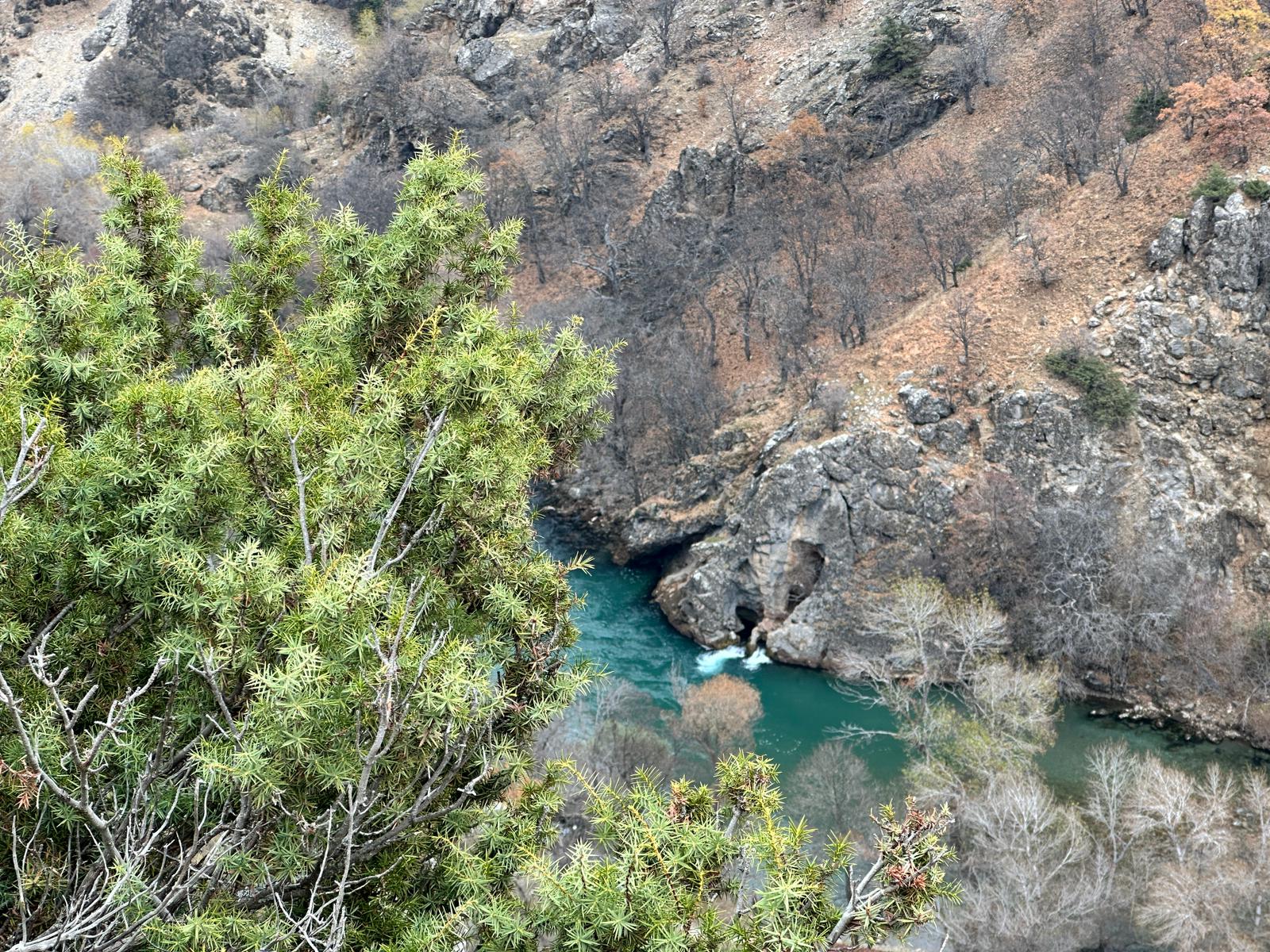 Munzur Vadisi yaban keçisi