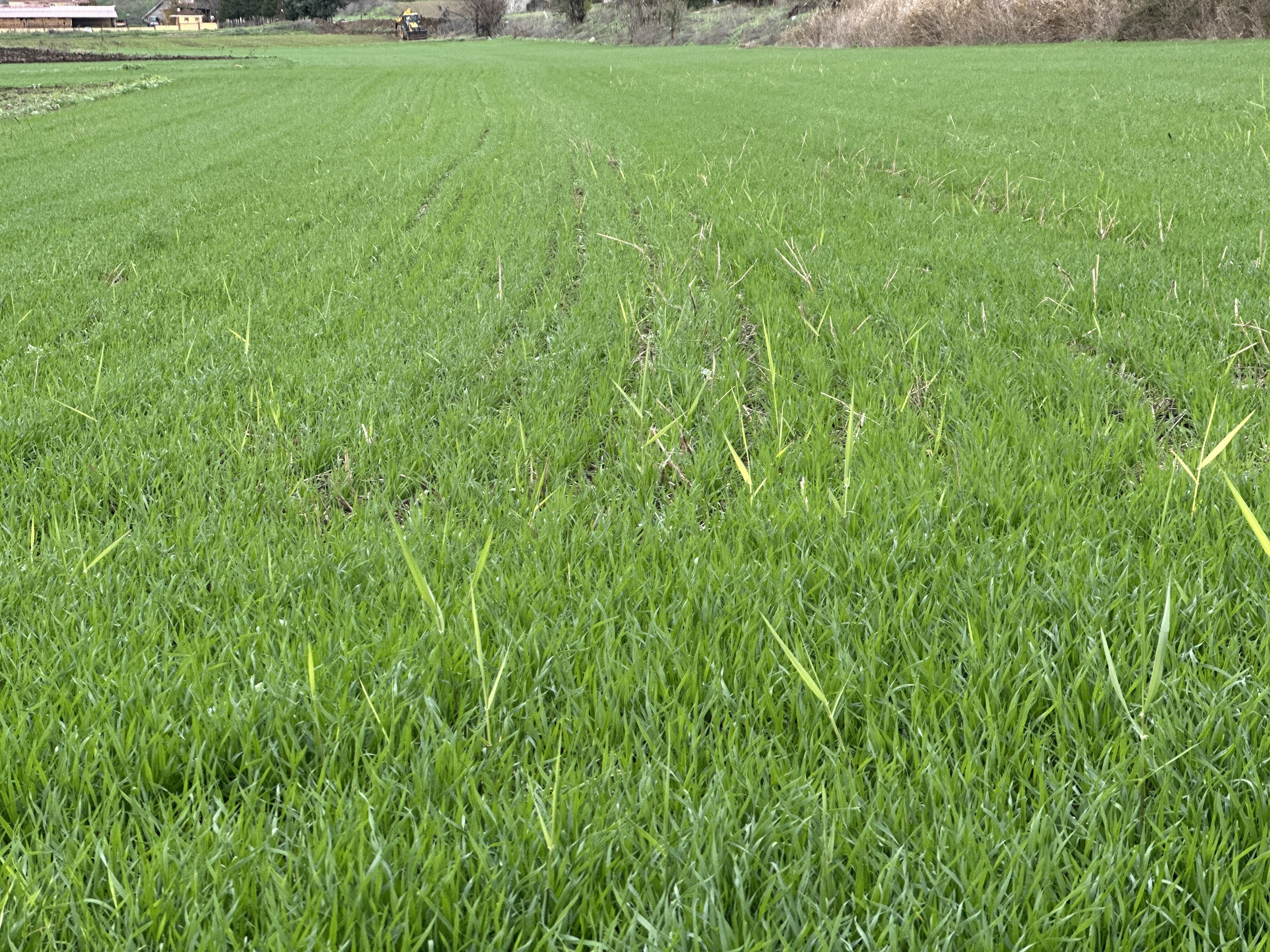Edirne buğday ekimi