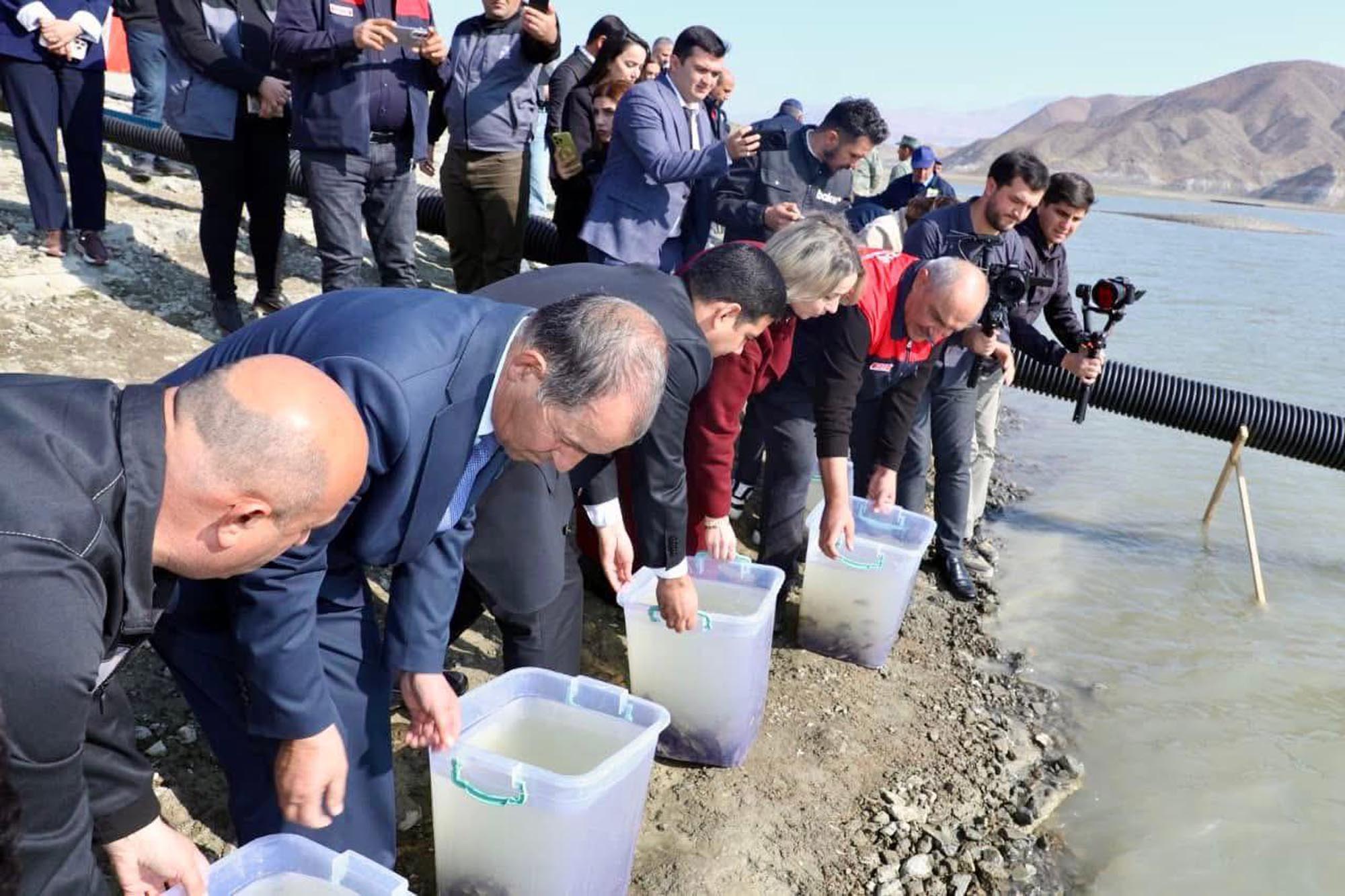 Nahçıvan balıkçılık iş birliği sazan yavruları