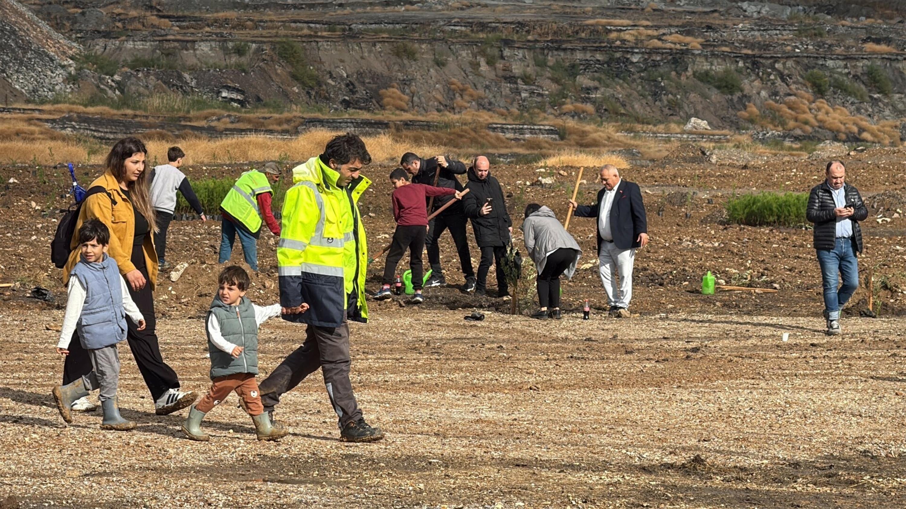 Maden rehabilitasyon projesi zeytin ağacı