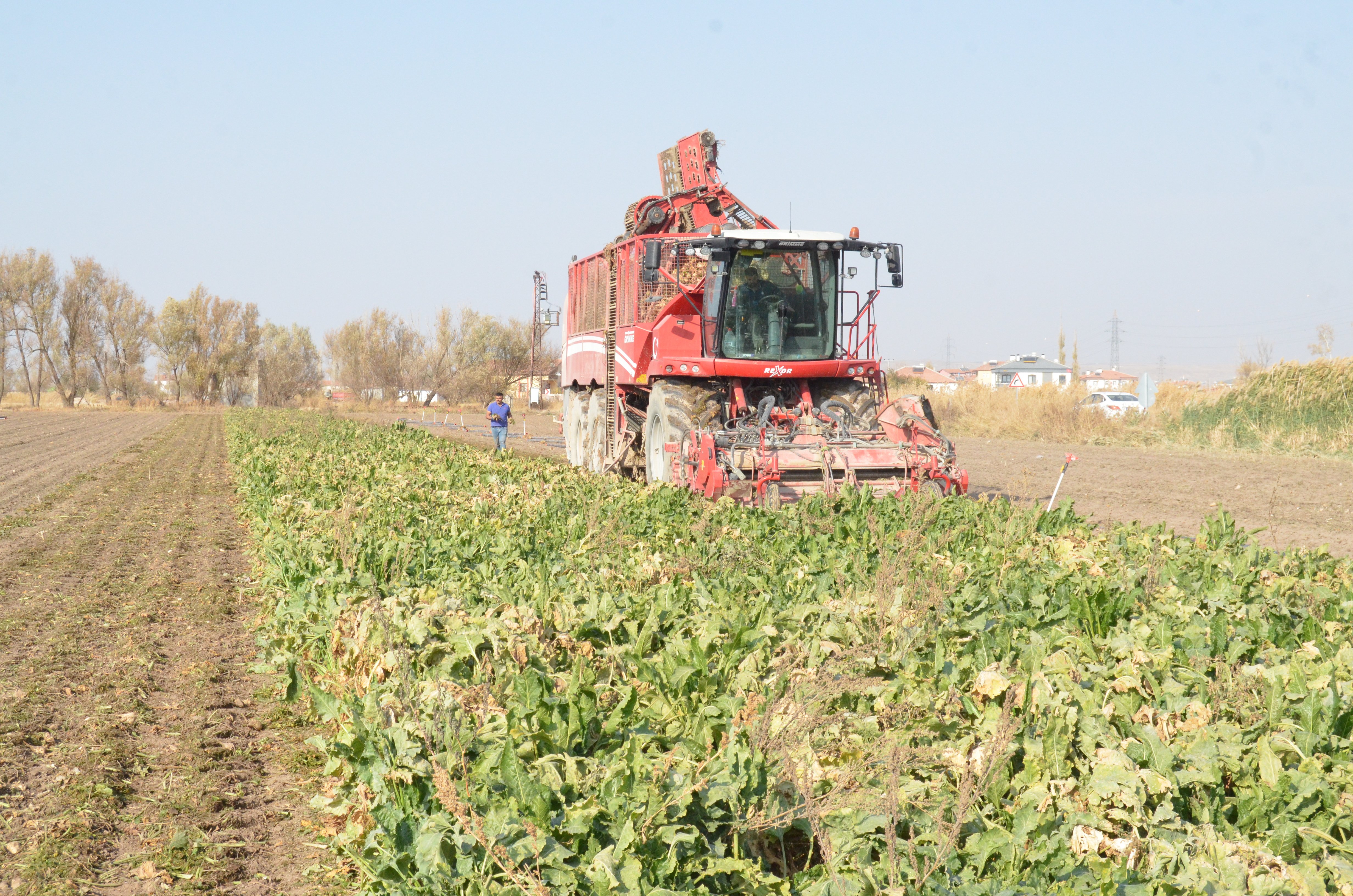 Şeker pancarı üretimi