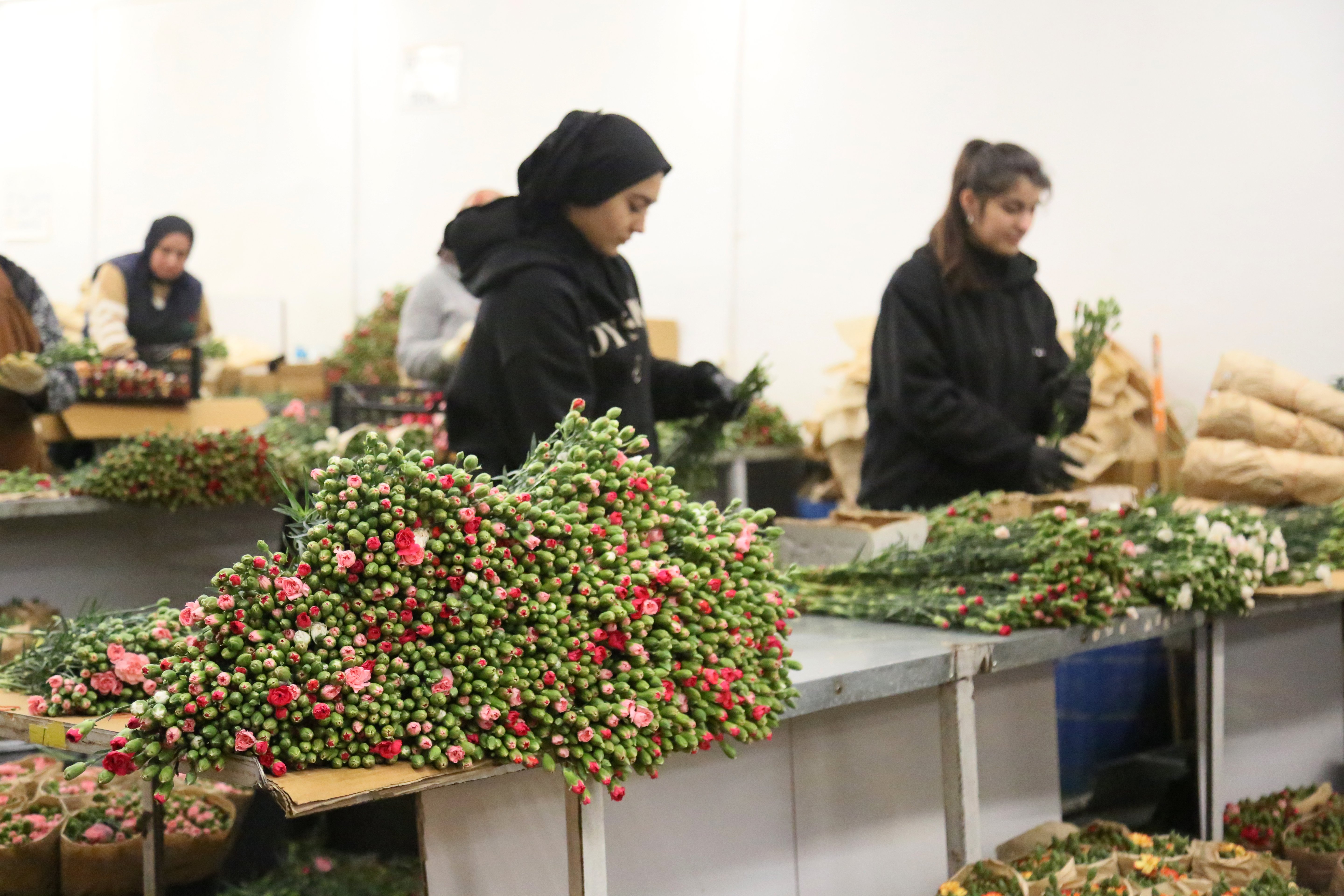 Kırmızı çiçek ihracatı