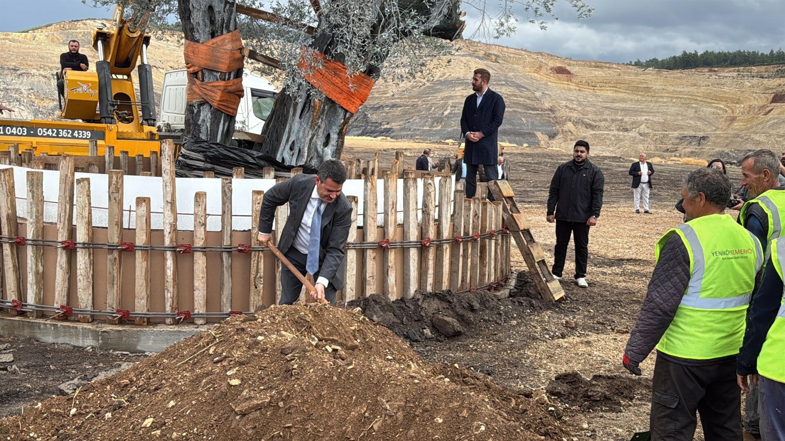 Maden rehabilitasyon zeytin fidanı dikimi