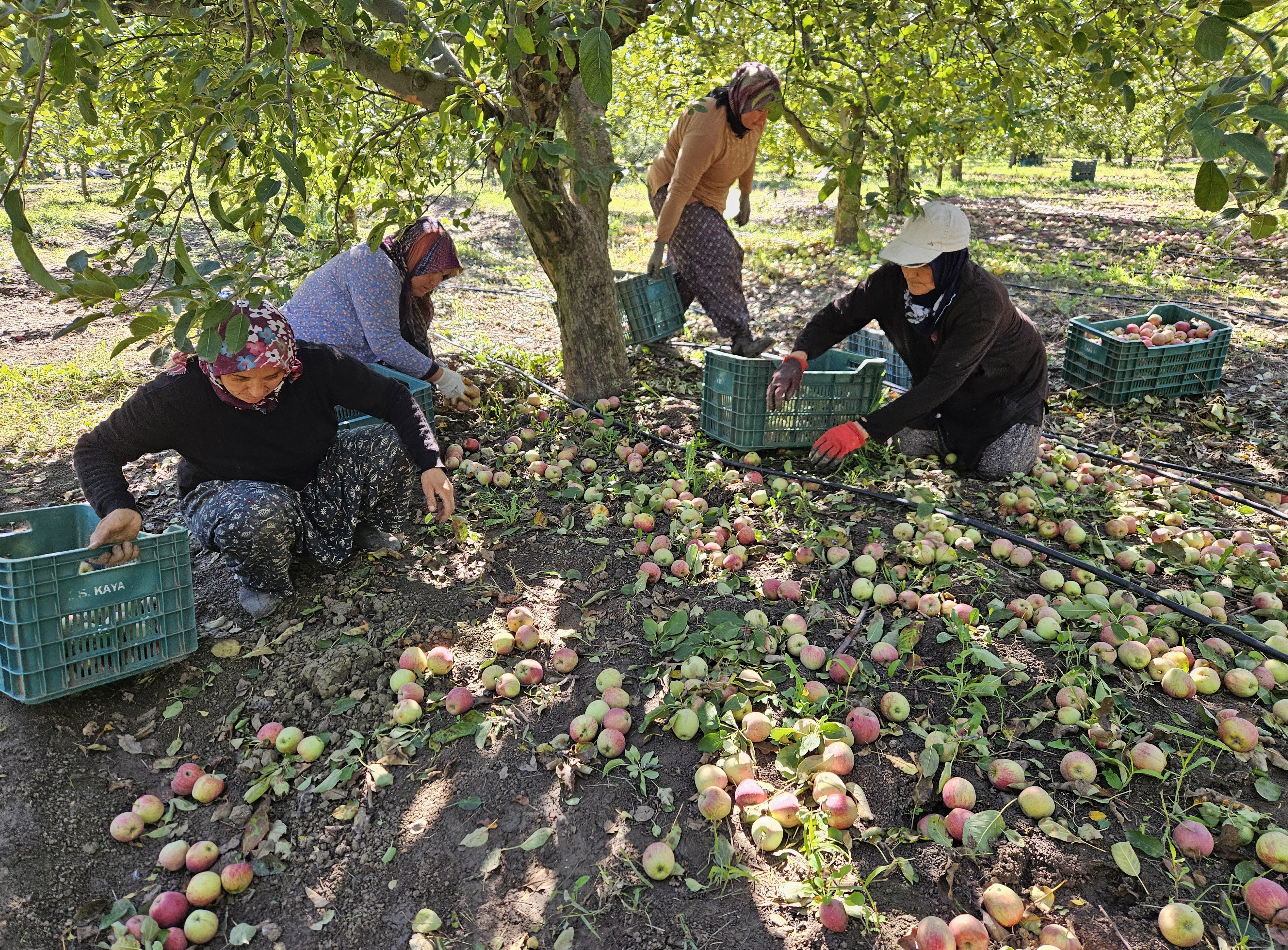 Eğirdir elma yığınları