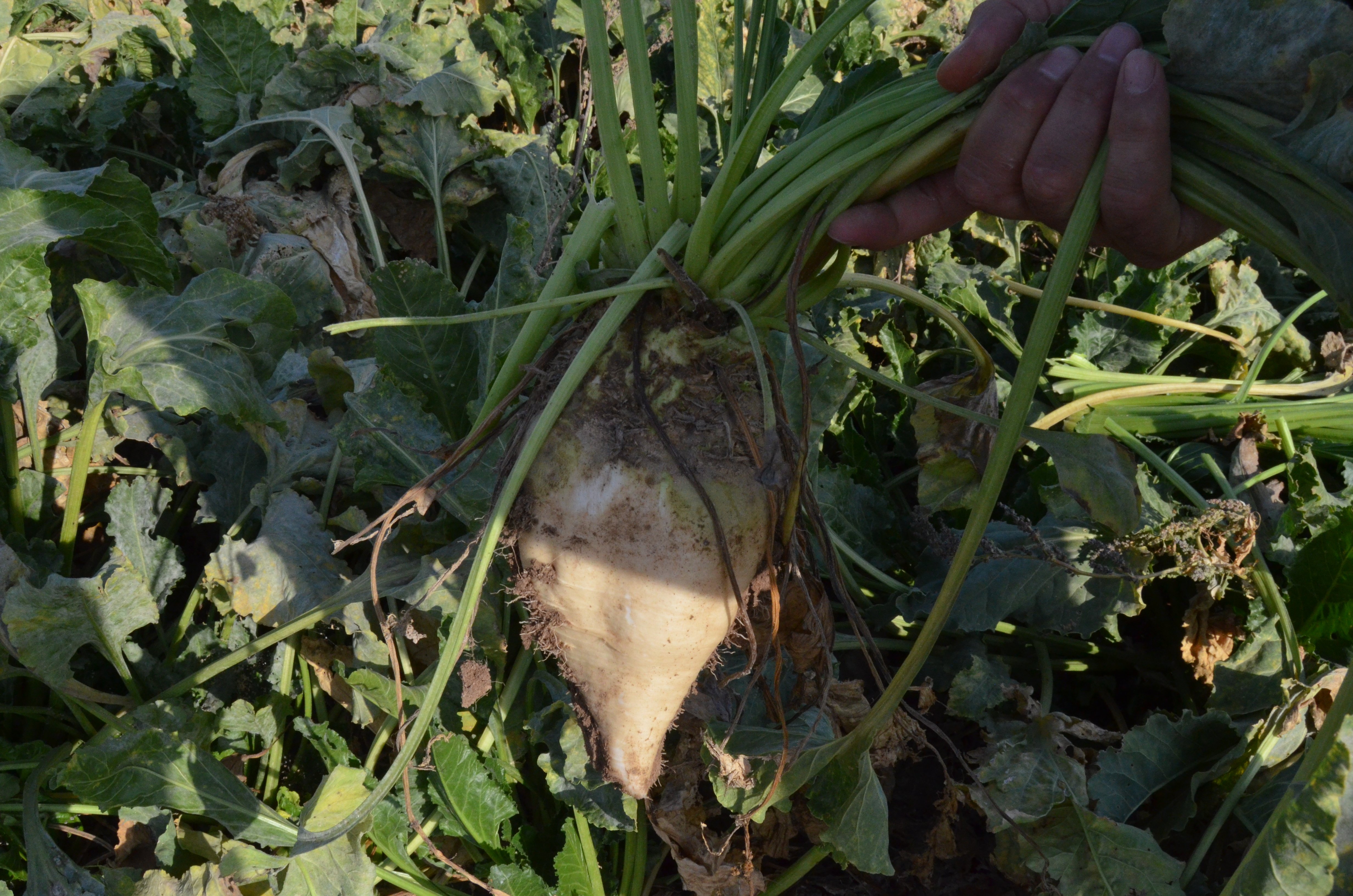 Aksaray Ziraat Odası Başkanı Emin Koçak