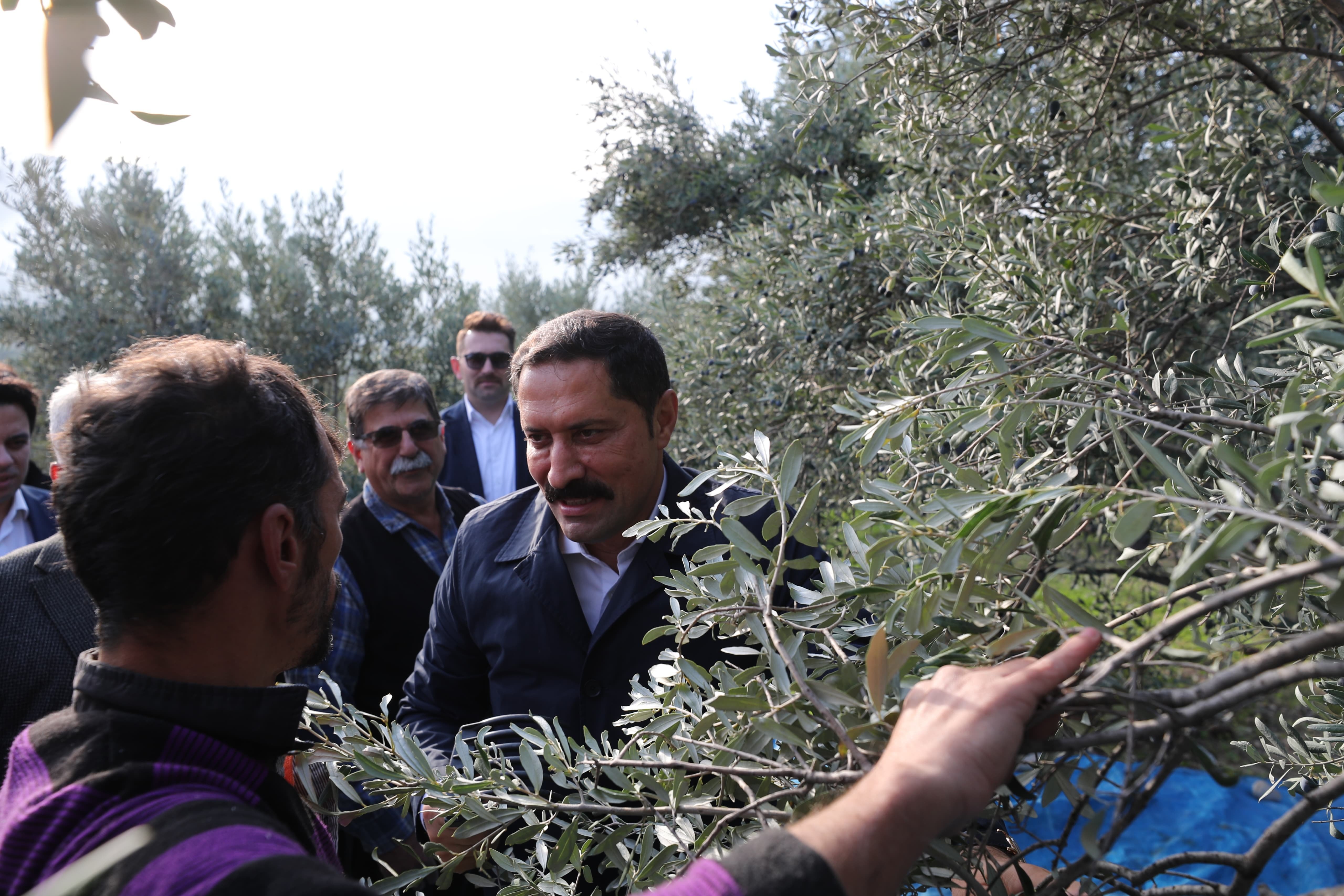 zeytin üretimi Hatay