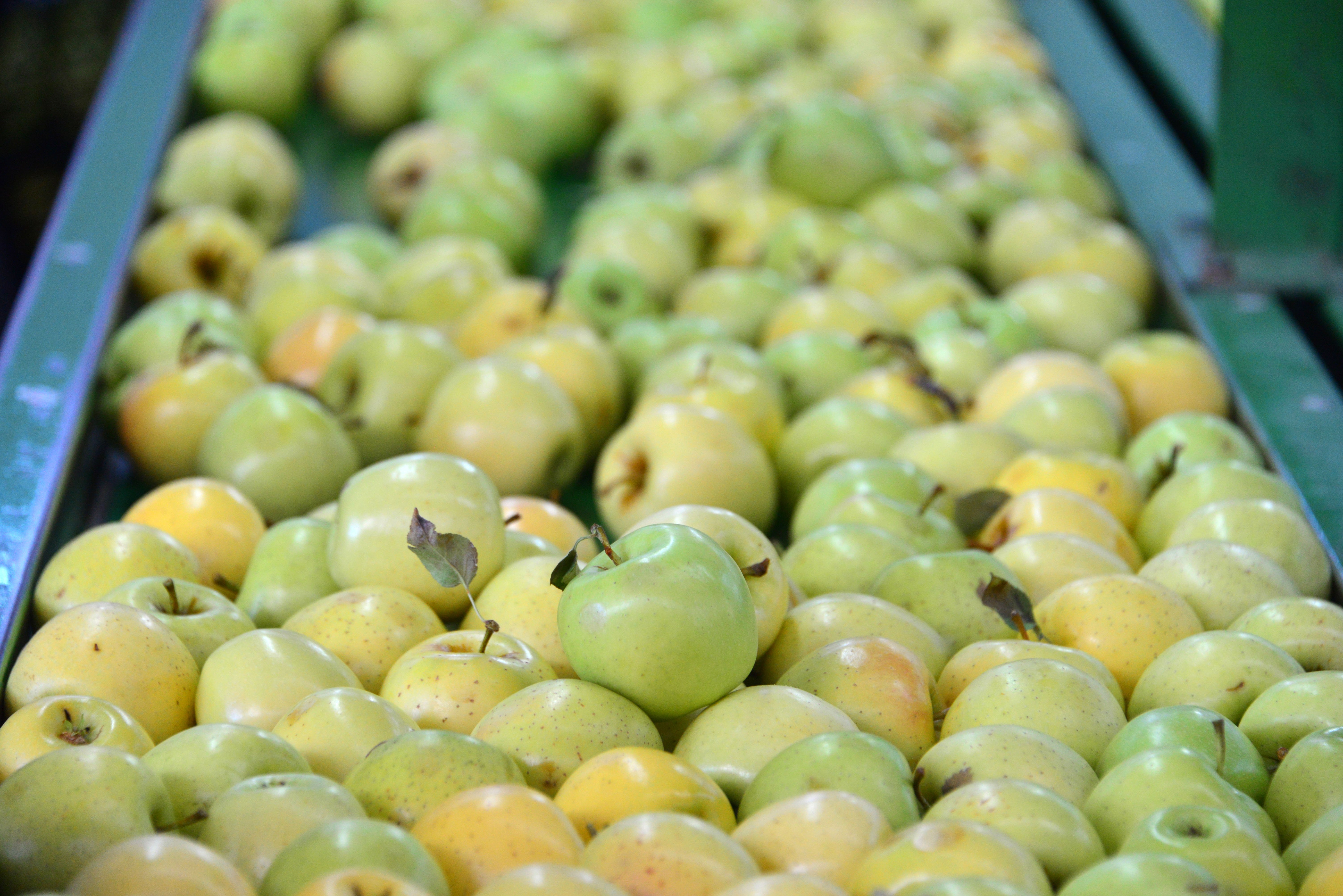 Eğirdir elma üreticileri