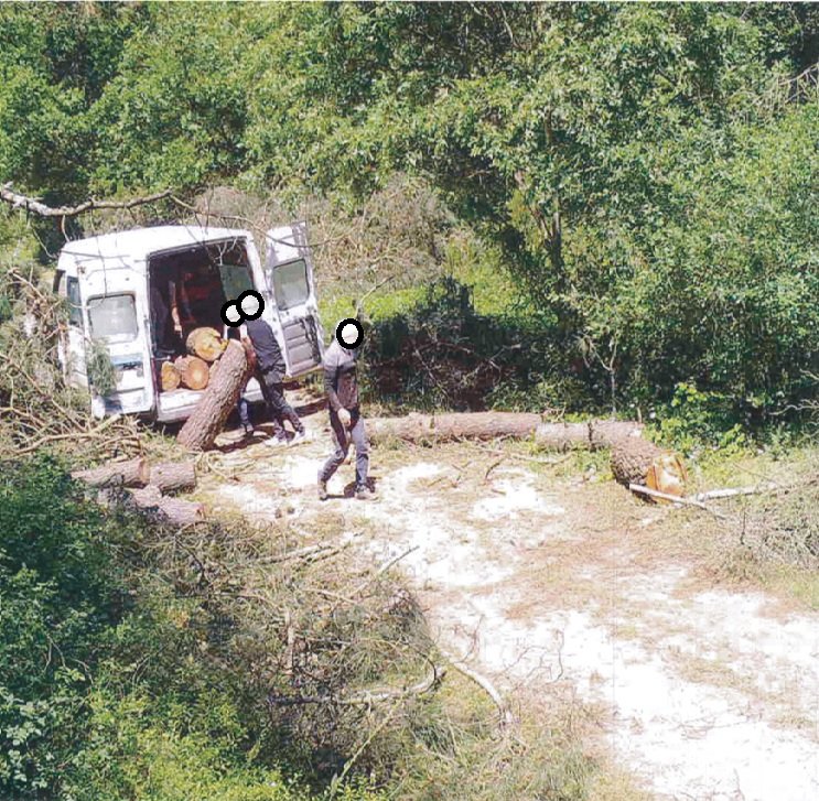 Orman Genel Müdürlüğü OGM kaçak kesim denetimi