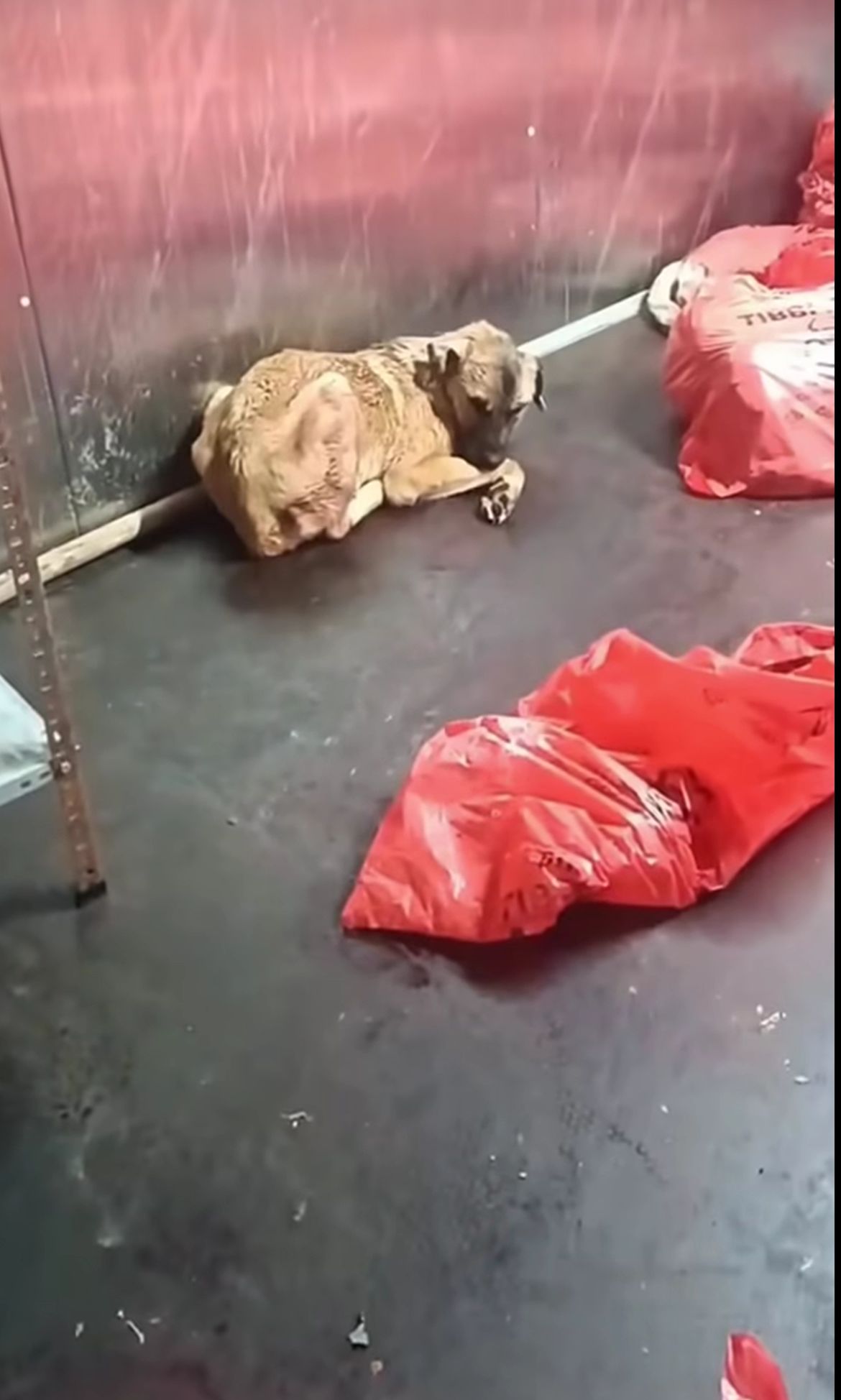 Ankara Büyükşehir Belediyesi Hayvan Barınağı