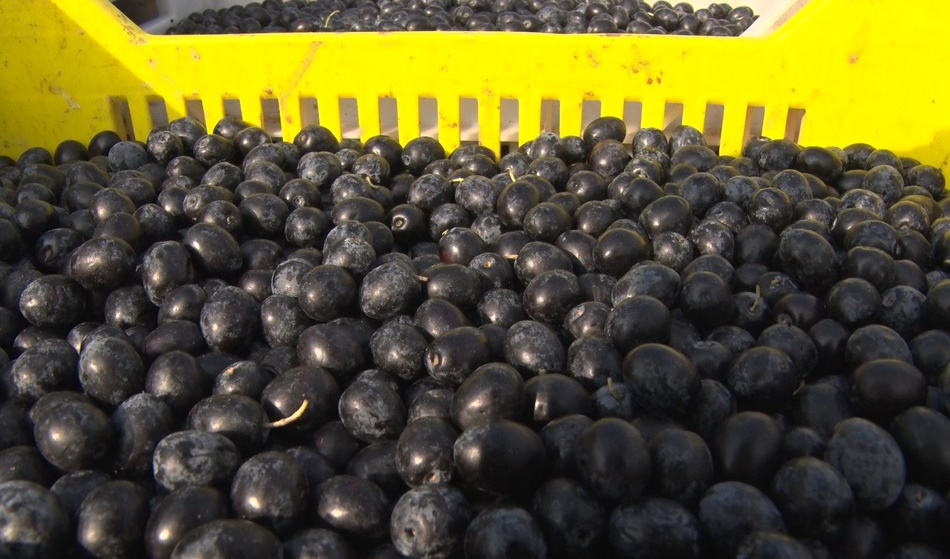 Marmarabirlik logosu ve ürünler