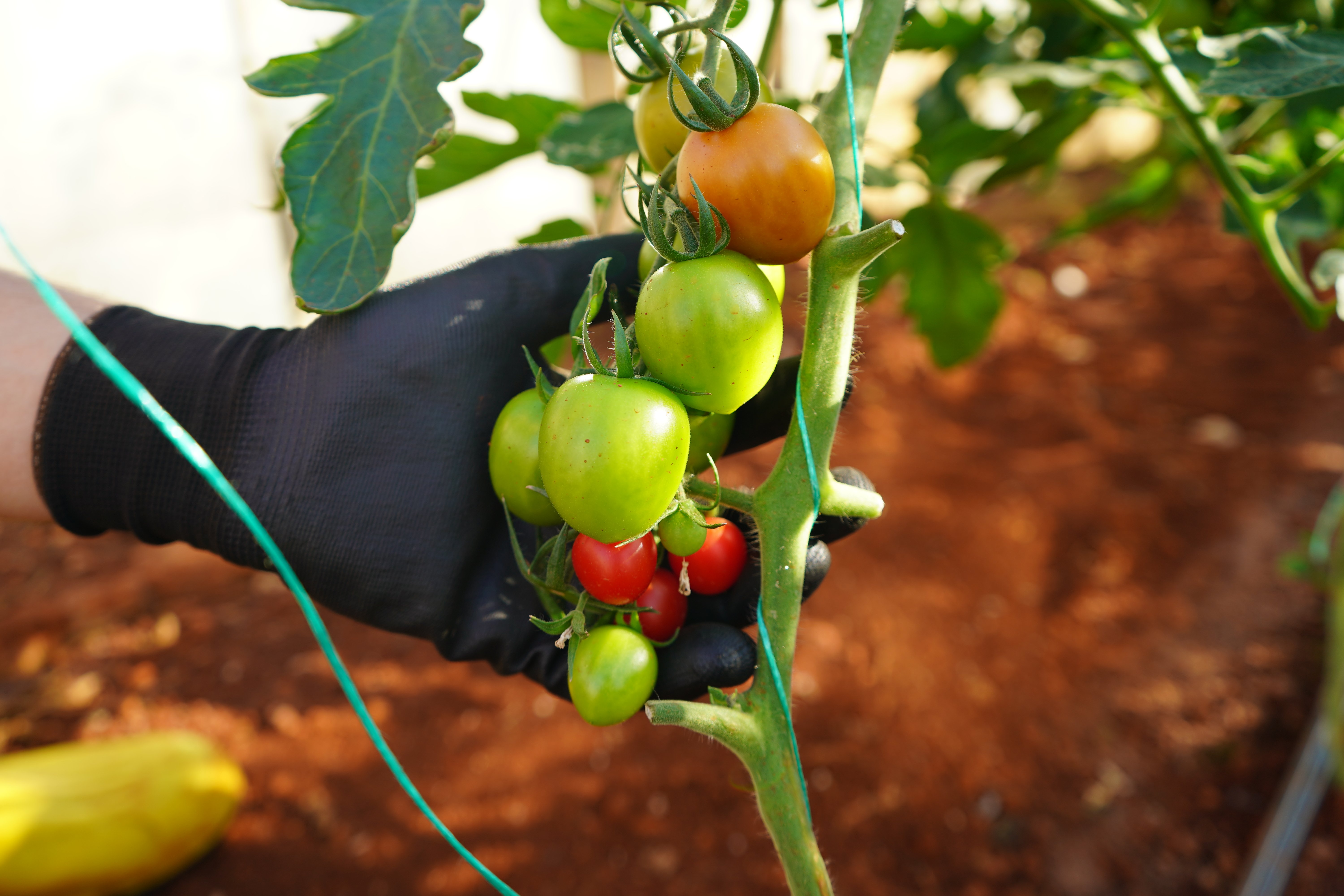 Akademi Çiftlik Sebze Üretimi