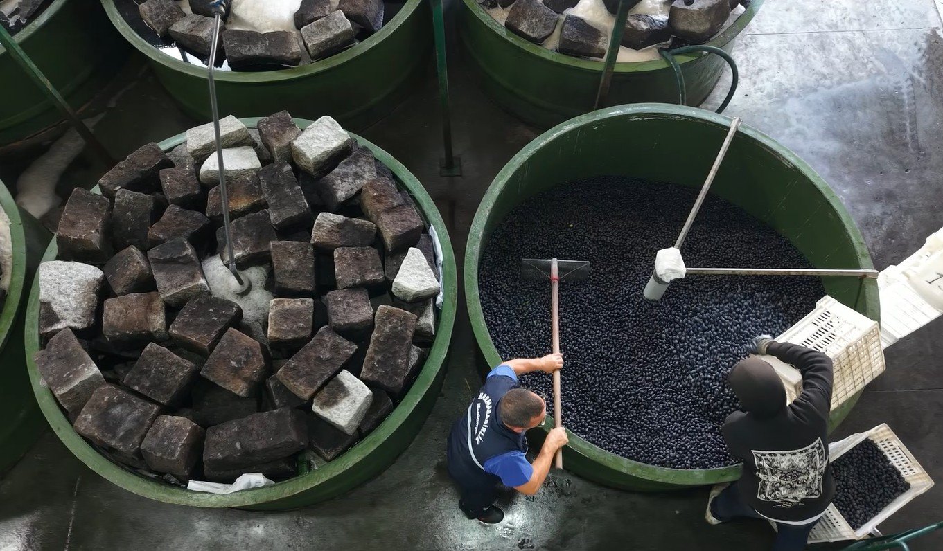 Kumanya Zeytini Kalite Kontrol Süreci