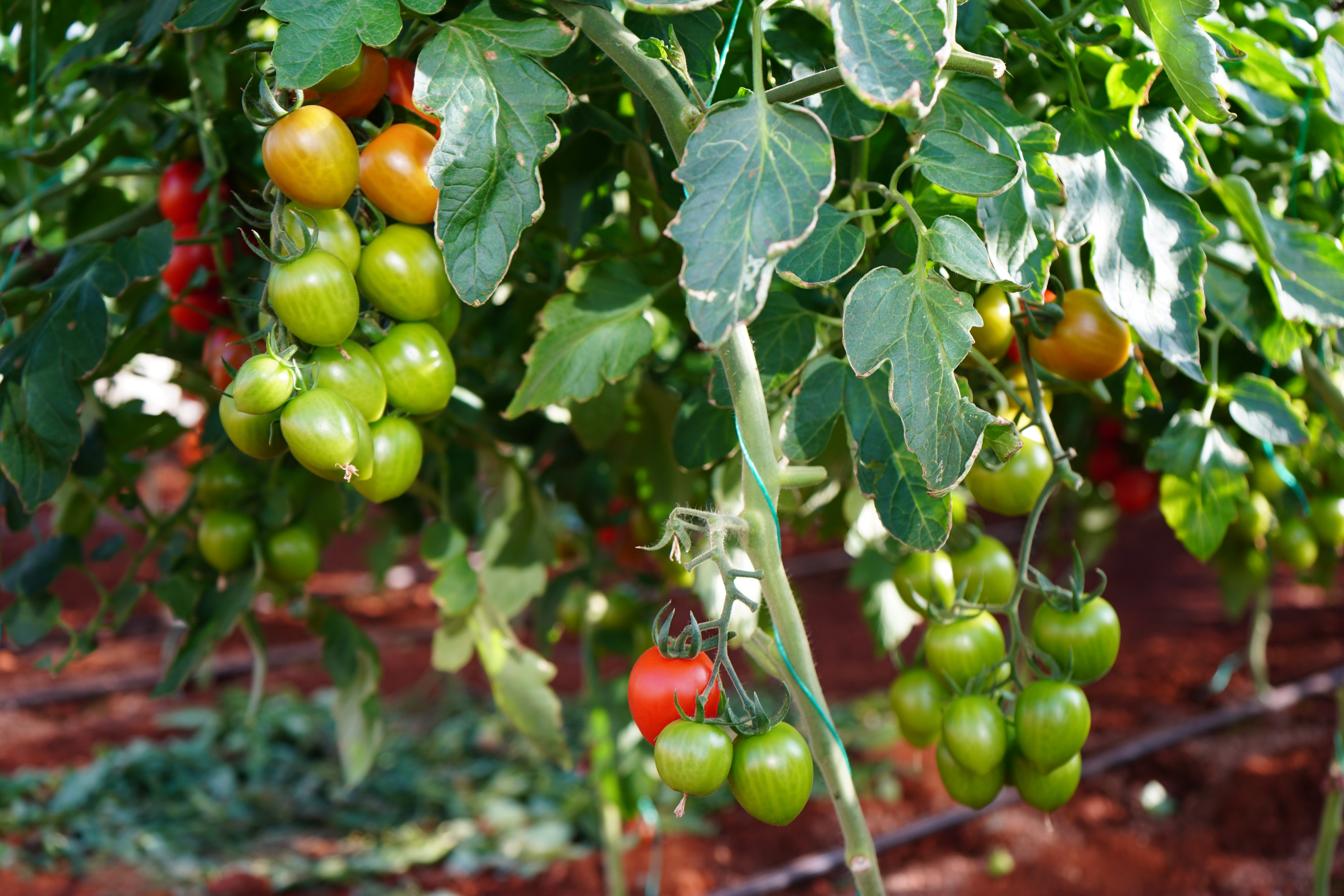 Akademi Çiftlik Pazarı