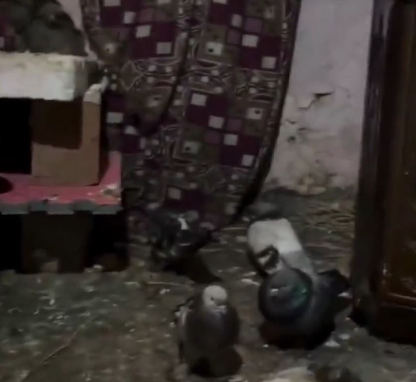 Aile ve Sosyal Hizmetler Bakanlığı Suriyeli çocuklar