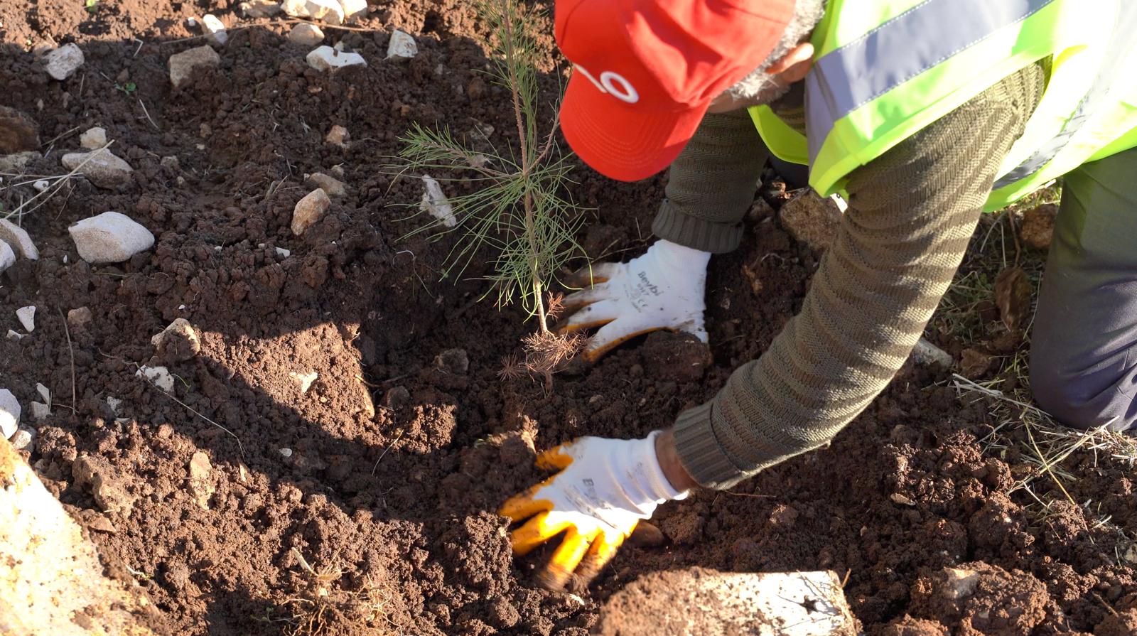 Enerji Bakanı Alparslan Bayraktar Gabar fidan dikimi