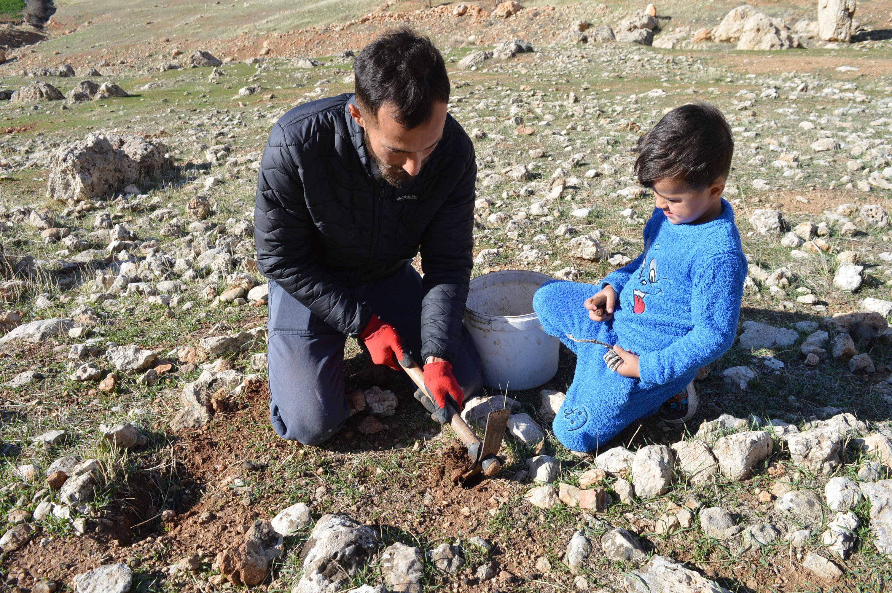 orman fidanı dikimi