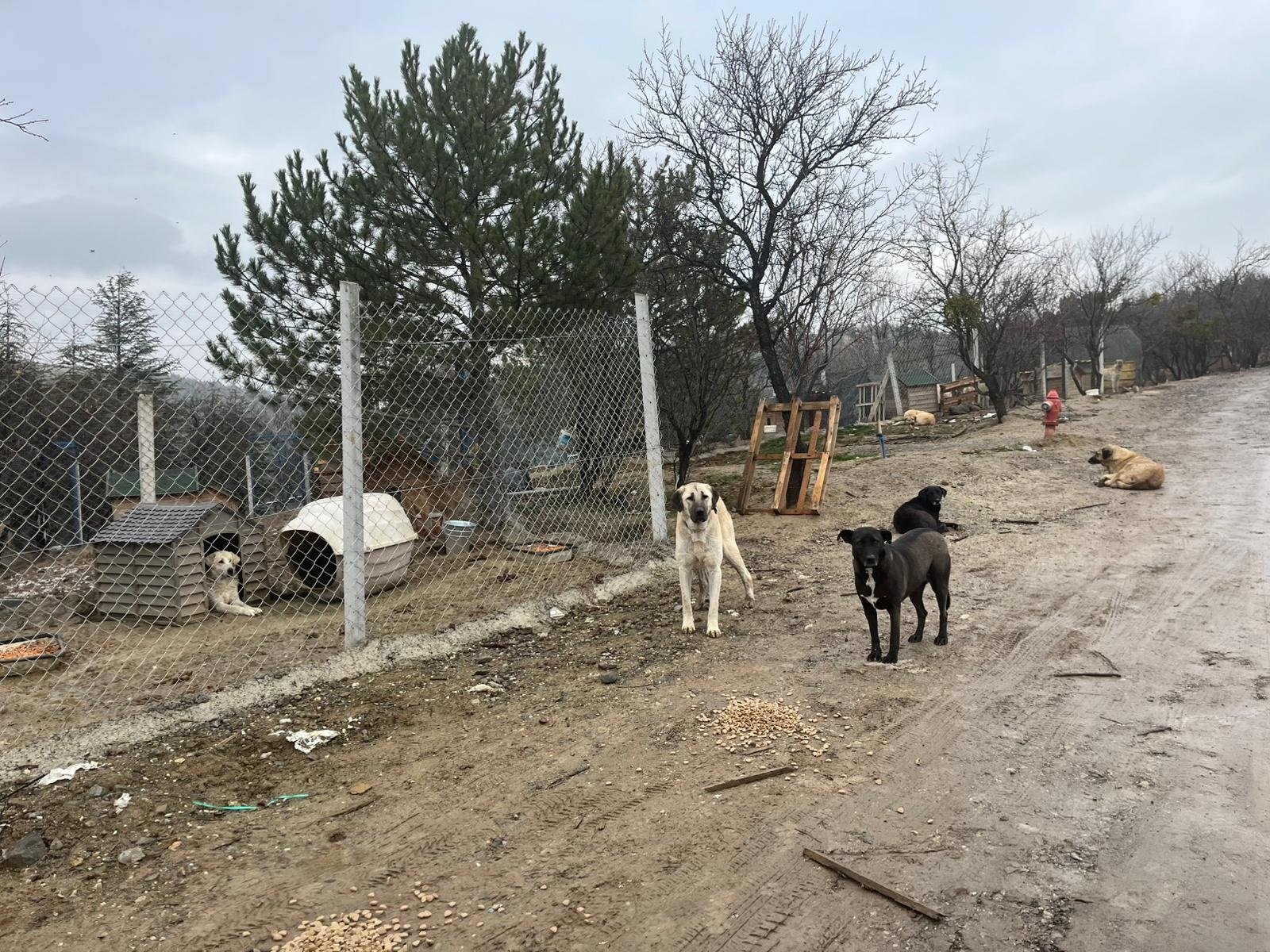 Deniz Helvacı Ankara Barosu Hayvan Hakları