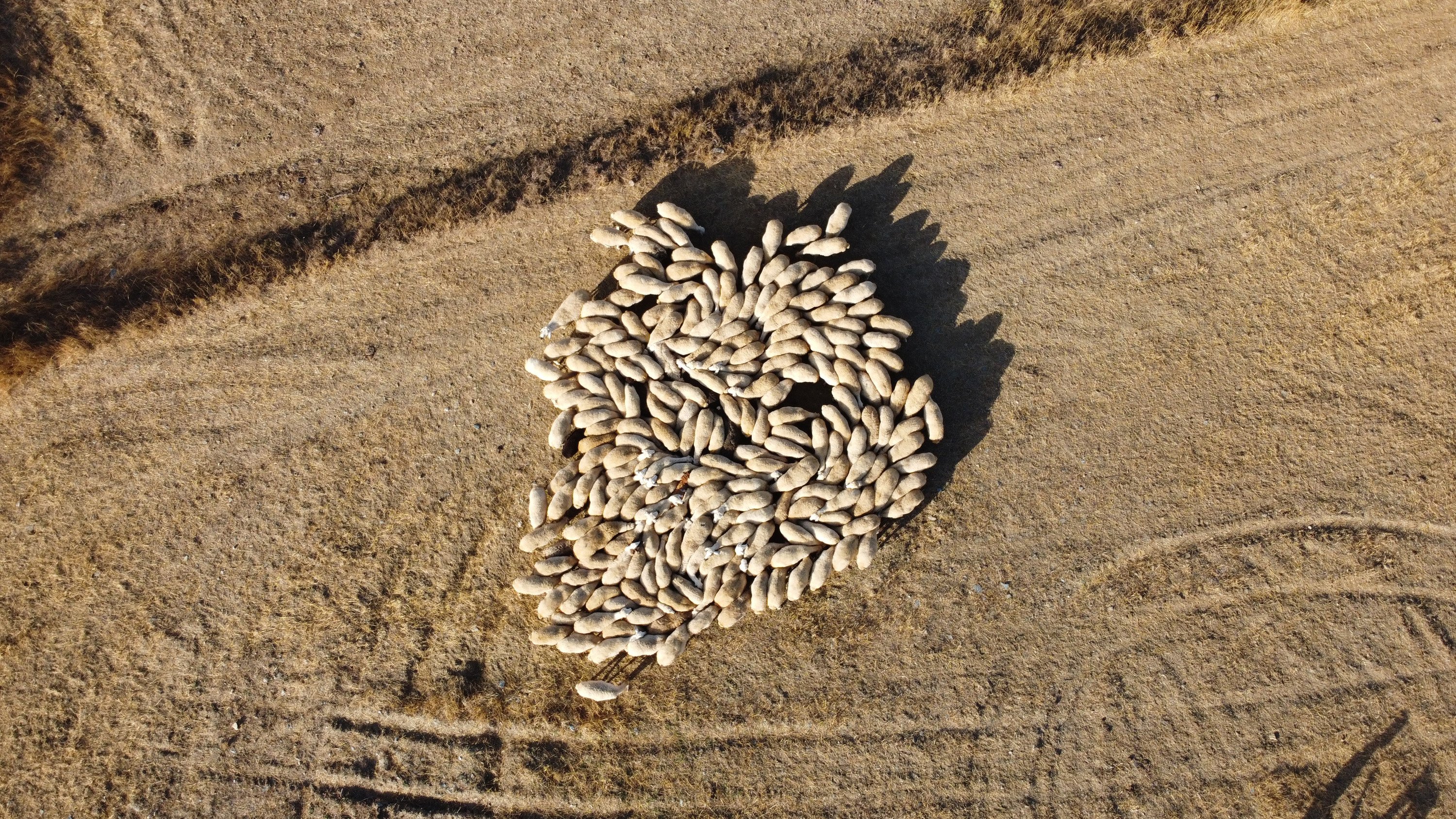 Turan Saldırıcıer çoban krizi uyarısı