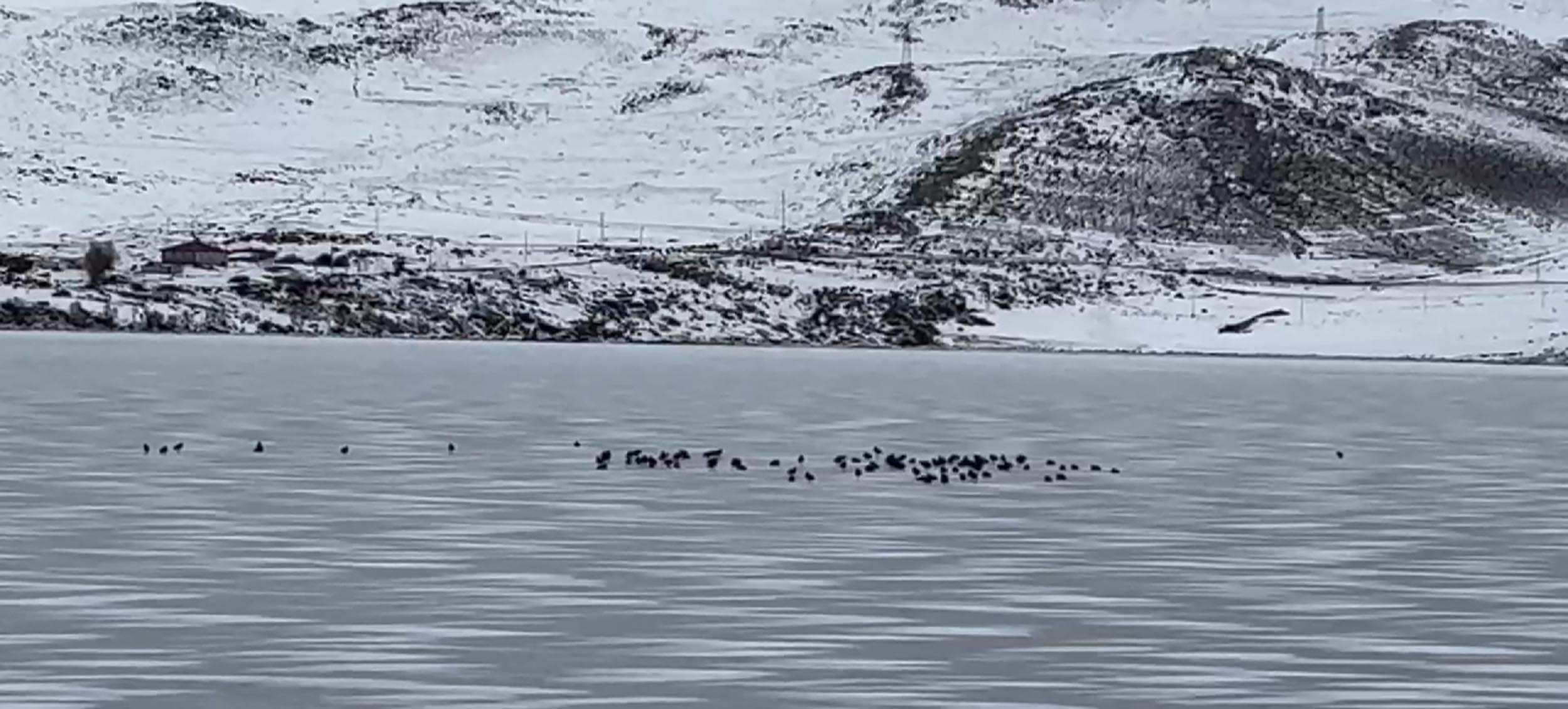 Çıldır Gölü balıkçılık