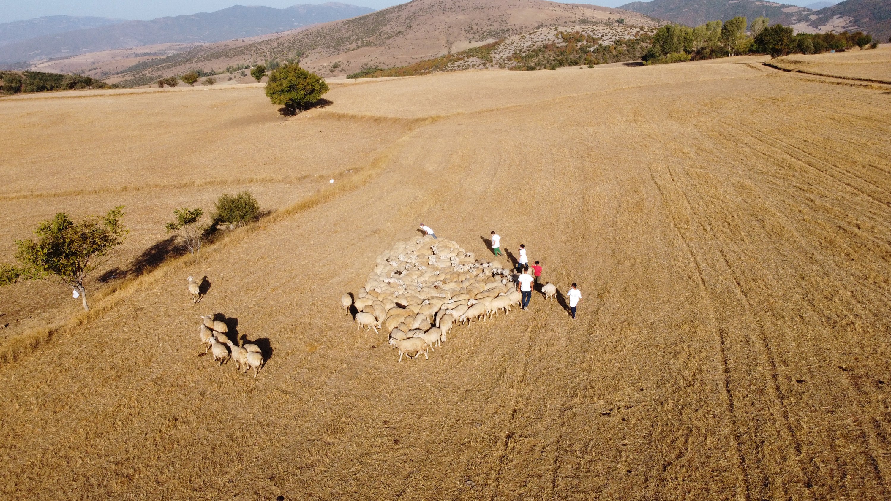 Türkiye hayvancılık sektörü çoban sorunu