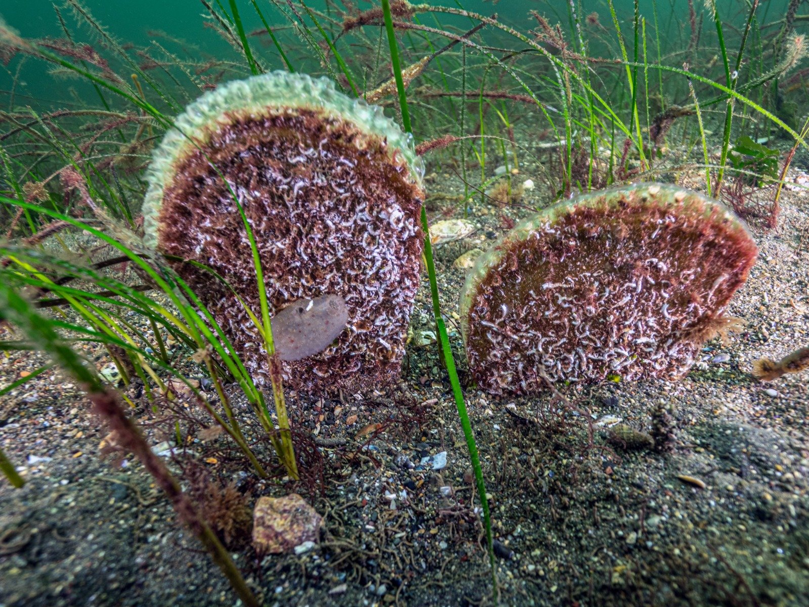 Tahir Büyükakın dalış öncesi hazırlık