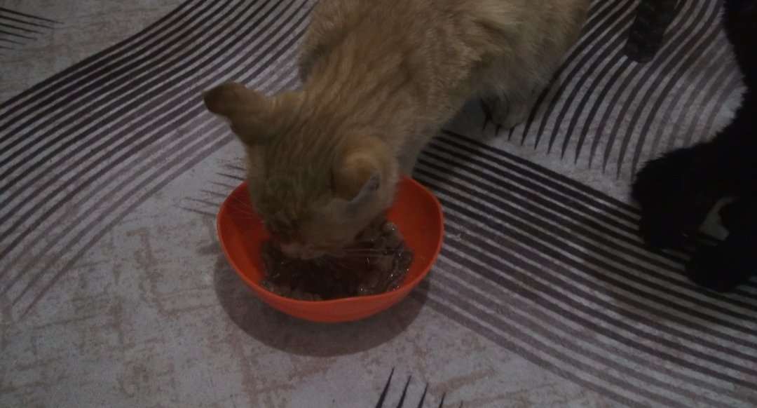 Sason sokak kedileri için yuva