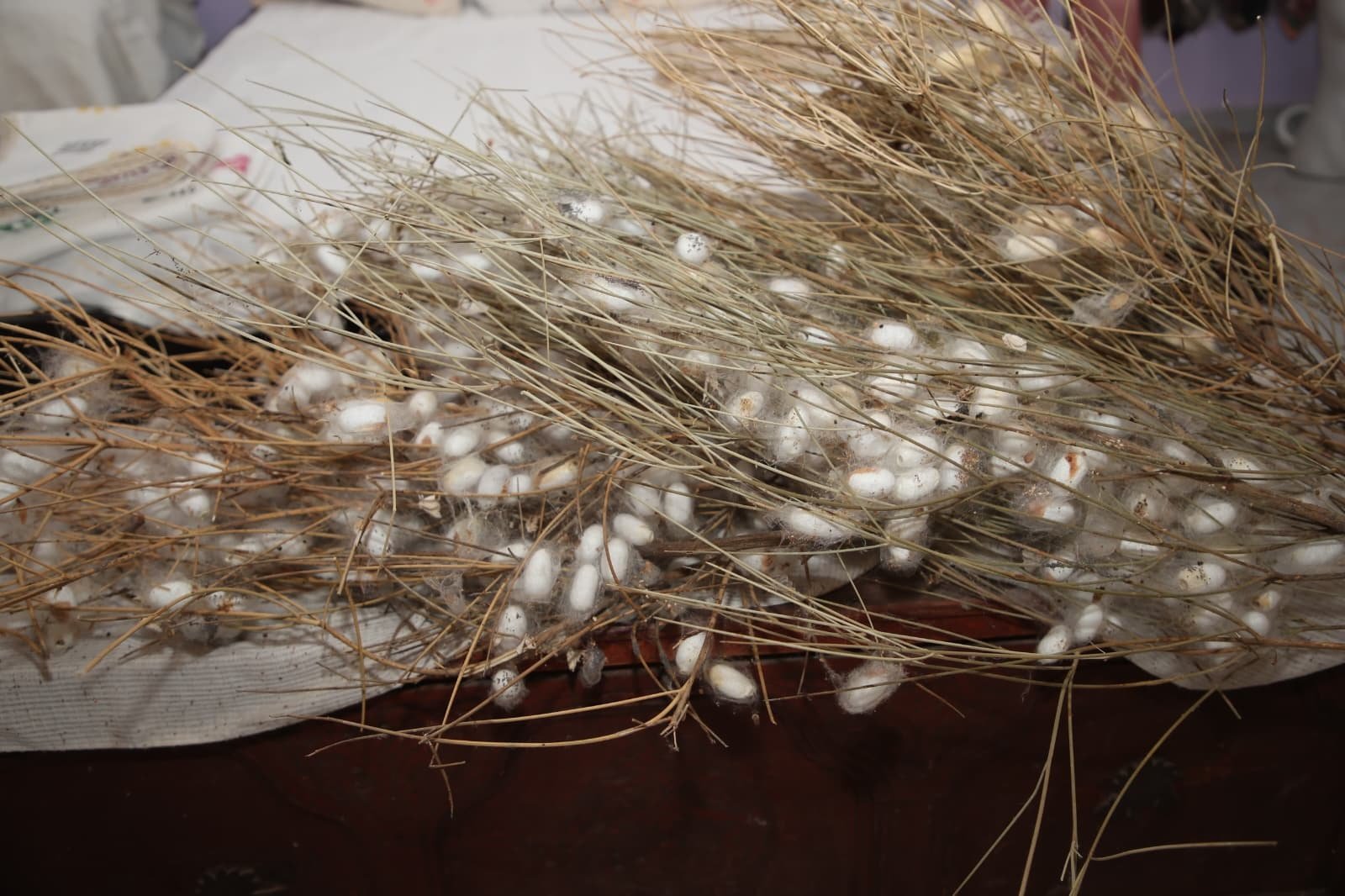 Vali Mustafa Masatlı