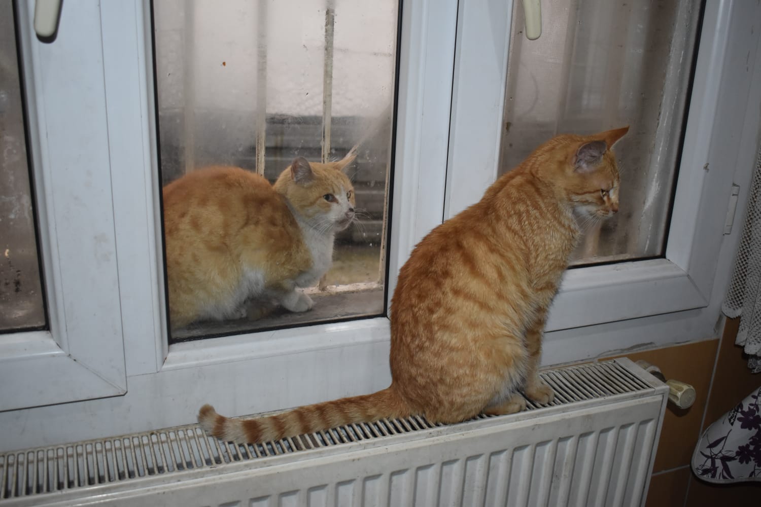 Sason Belediye Başkanı İrfan Demir kedi bakımı