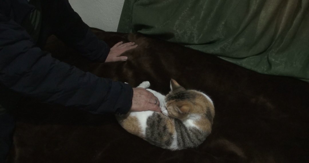 Sason kış şartları sokak hayvanları