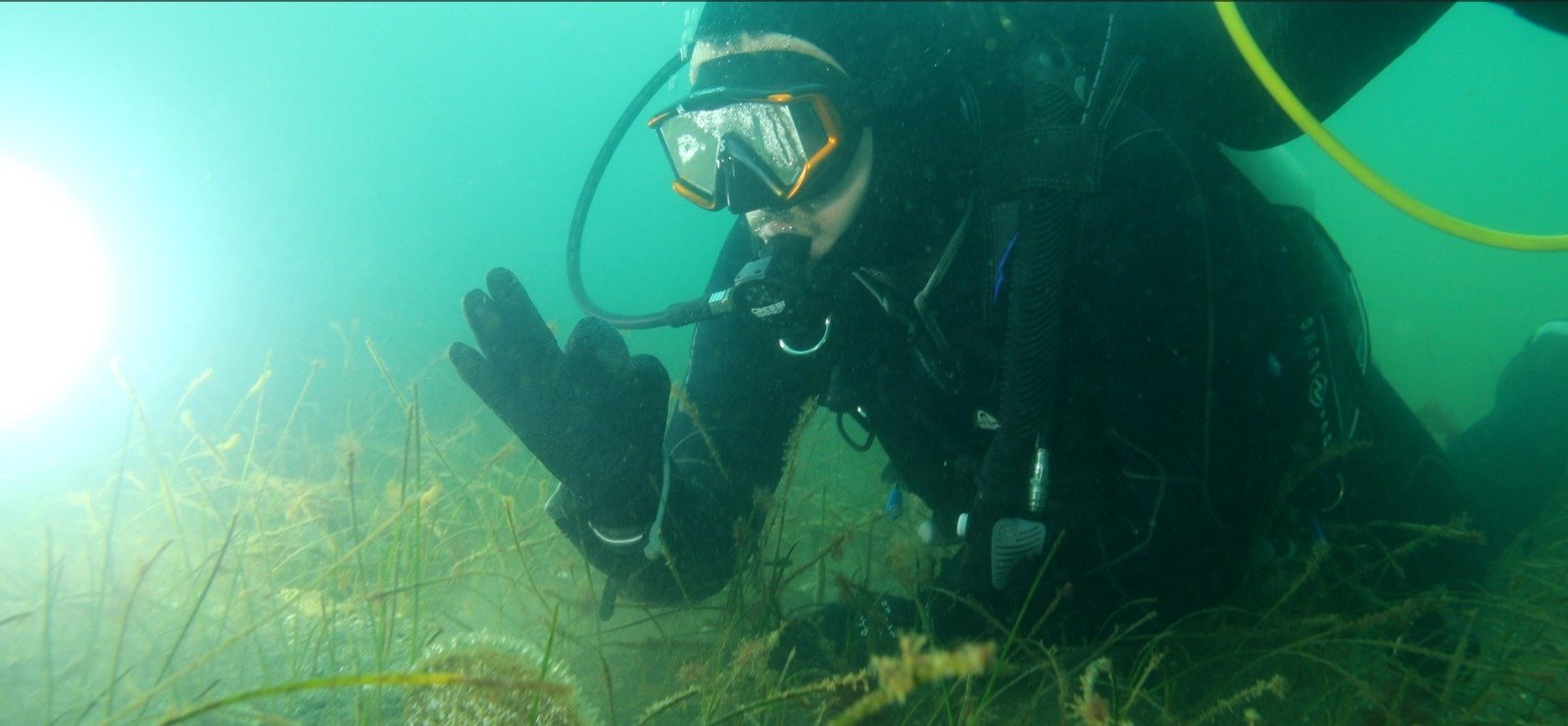 Deniz çayırları ve pinalar