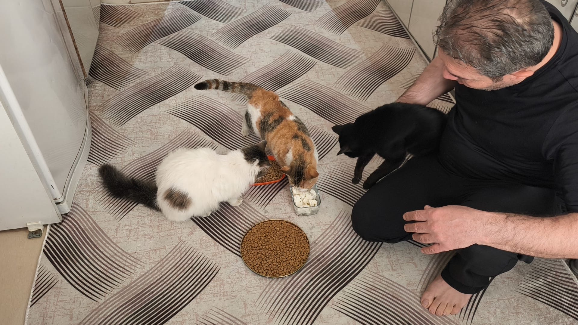 Sason Belediye Başkanı İrfan Demir sokak kedileri