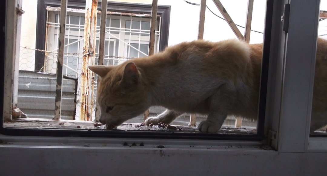 Sason Batman sokak hayvanları yardım