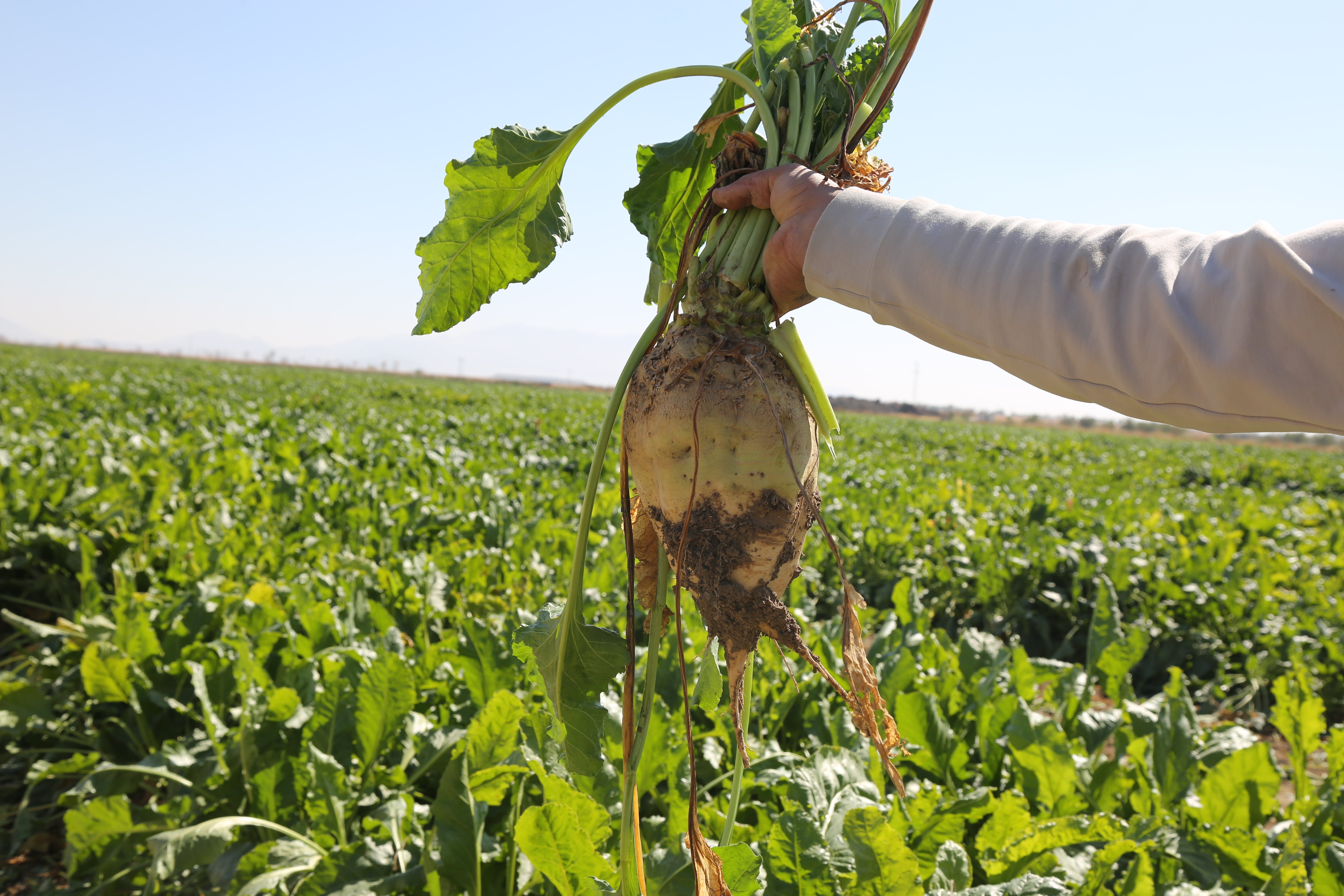 Konya Şeker Pancar Üreticisi Ödemesi