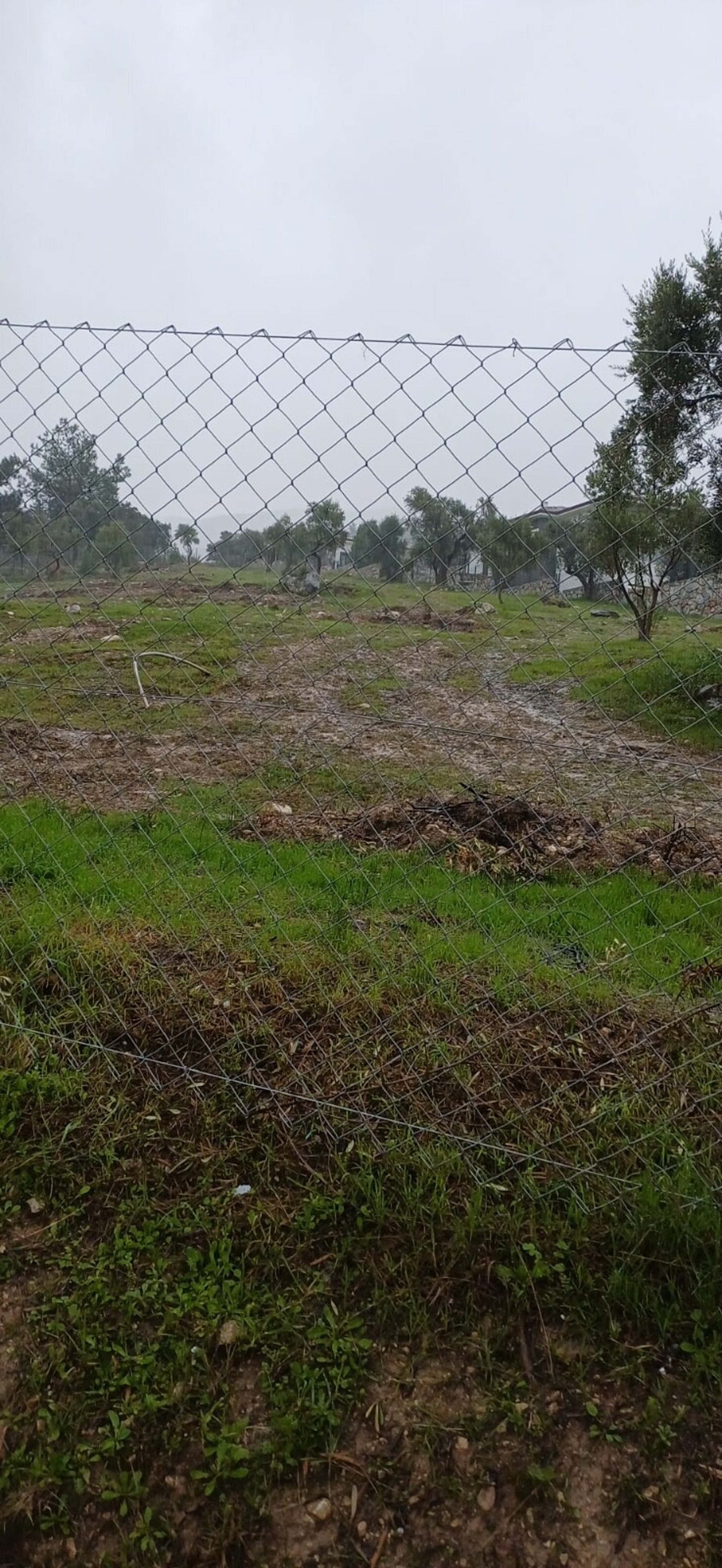 CHP Milas İlçe Başkanı Ahmet Kılbey zeytin ağacı kesimi iddiaları