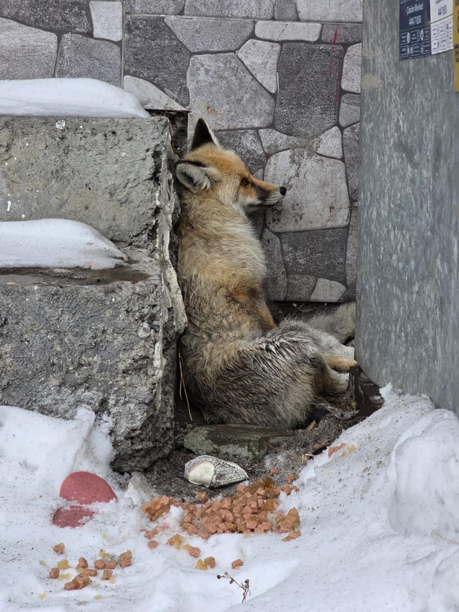 Yaralı tilki Ardahan Belediyesi ekipleri