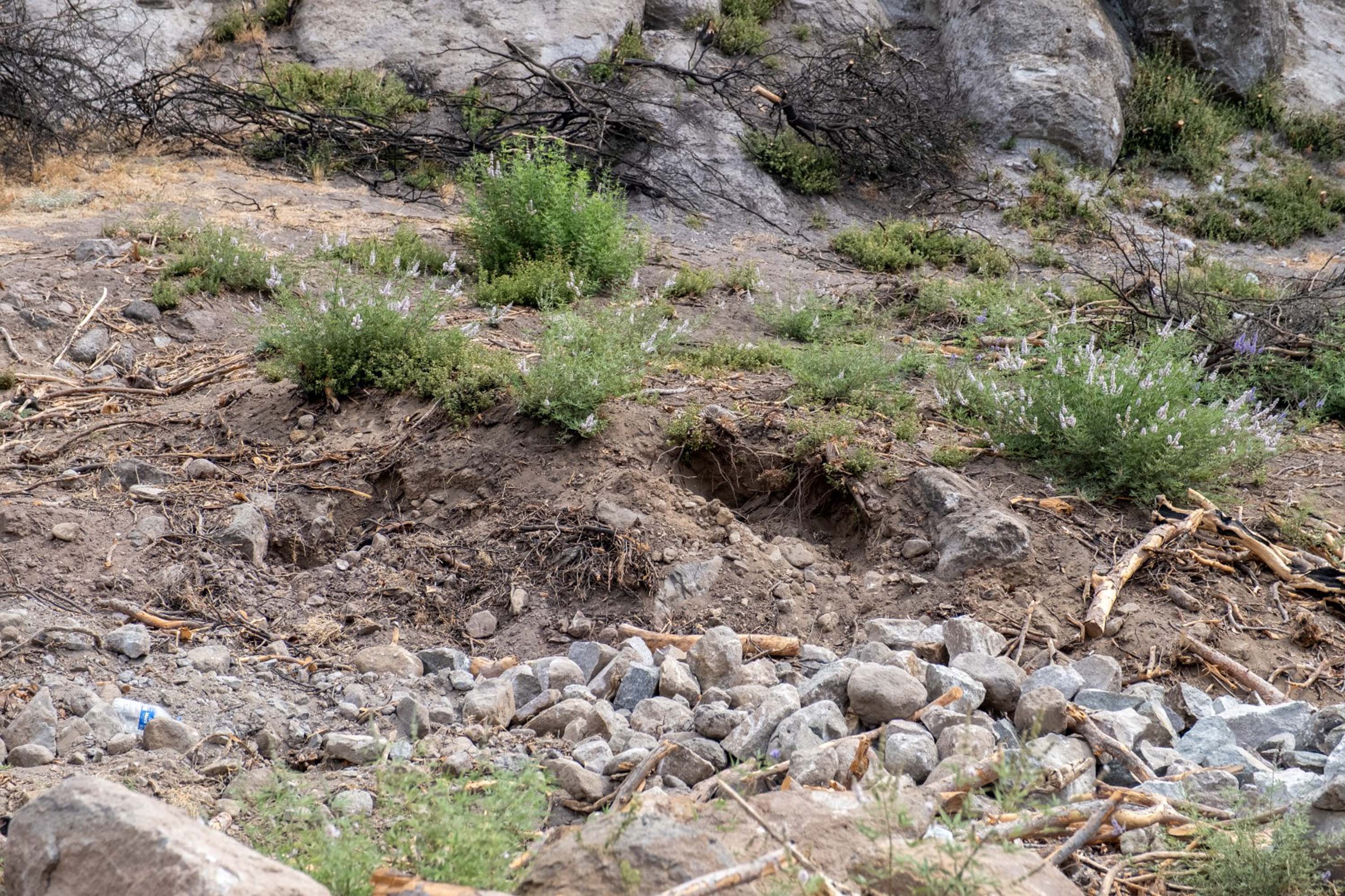 Orman Rehabilitasyon Çalışması