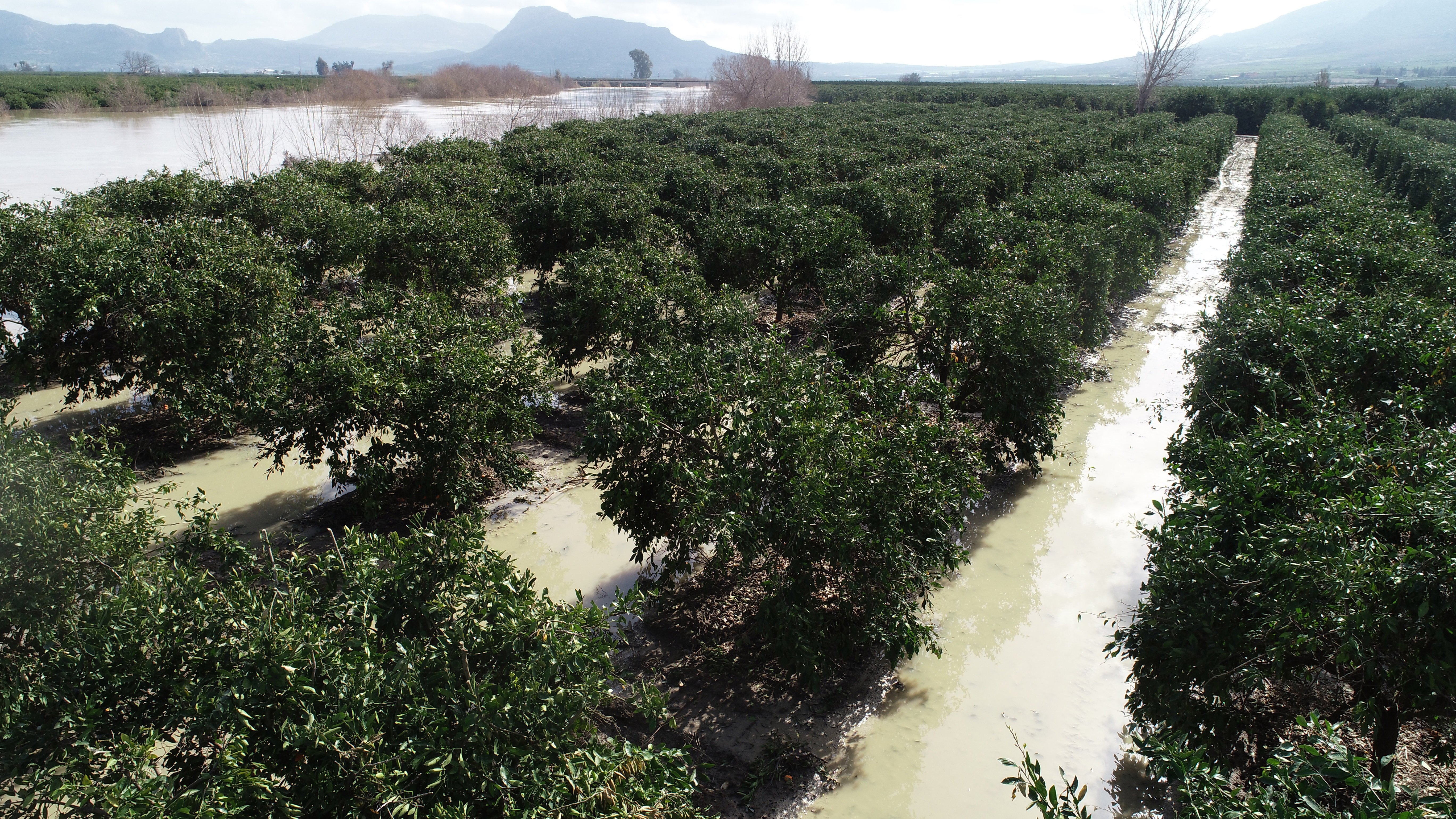 Cahit İncefikir Adana tarım